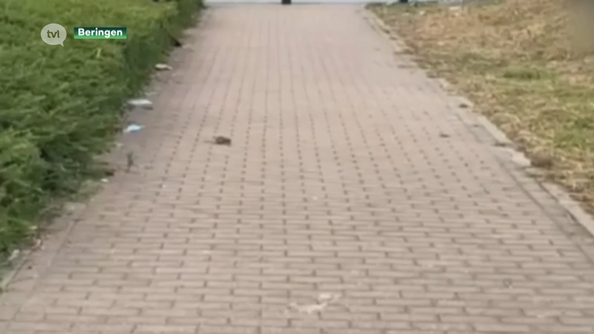 Rattenplaag teistert Berings winkelcentrum