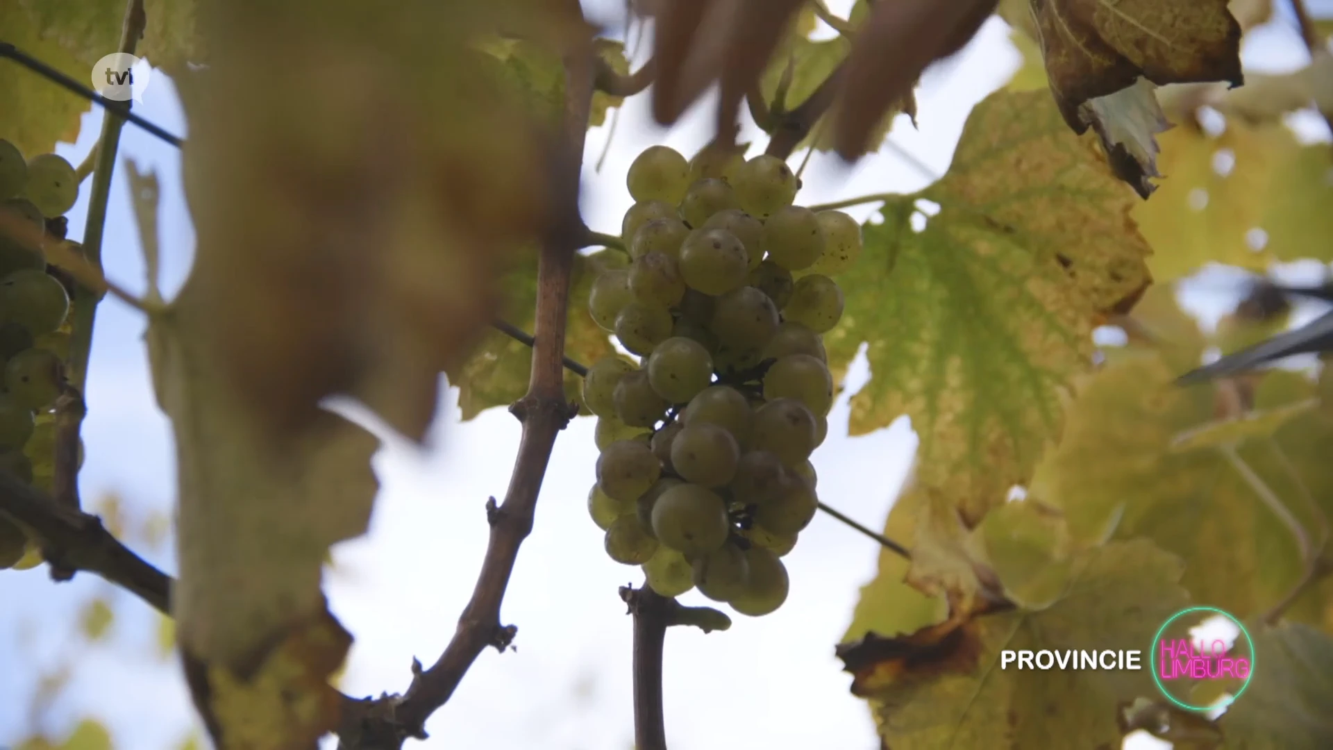 Hallo WOA: Druivenpluk op domein Marsnil