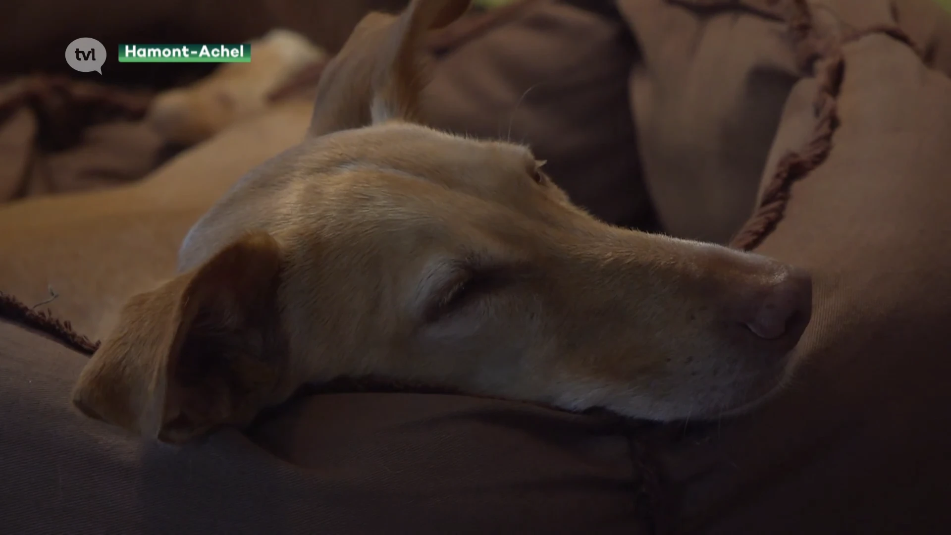 Steeds meer mensen adopteren hond in het buitenland