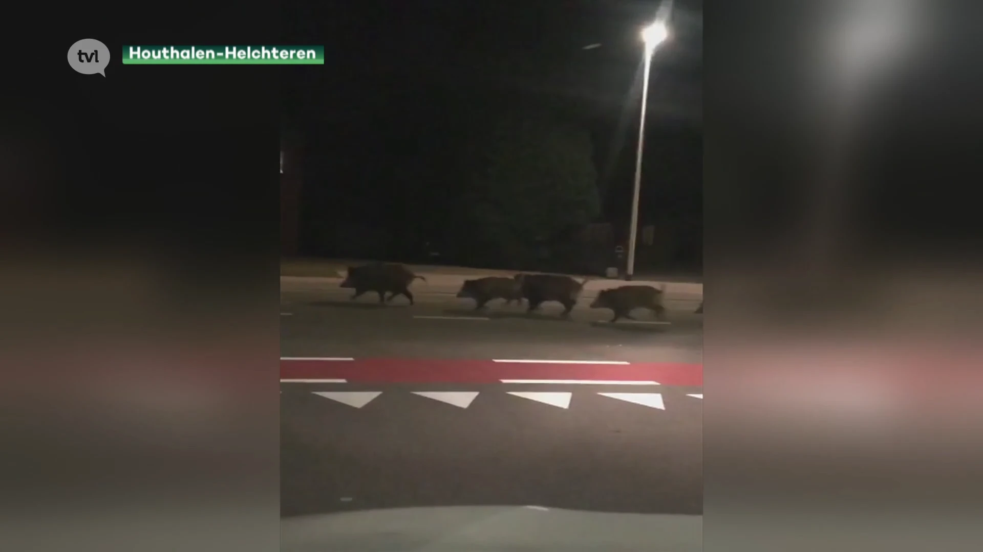 Rotte evers wandelt op Houthalense Ringlaan
