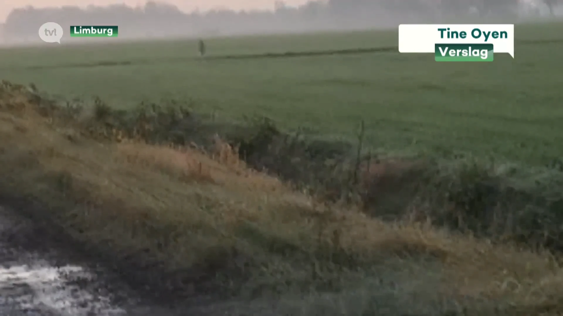 Nieuwe beelden opgedoken van een wolf op de grens van Peer en Helchteren