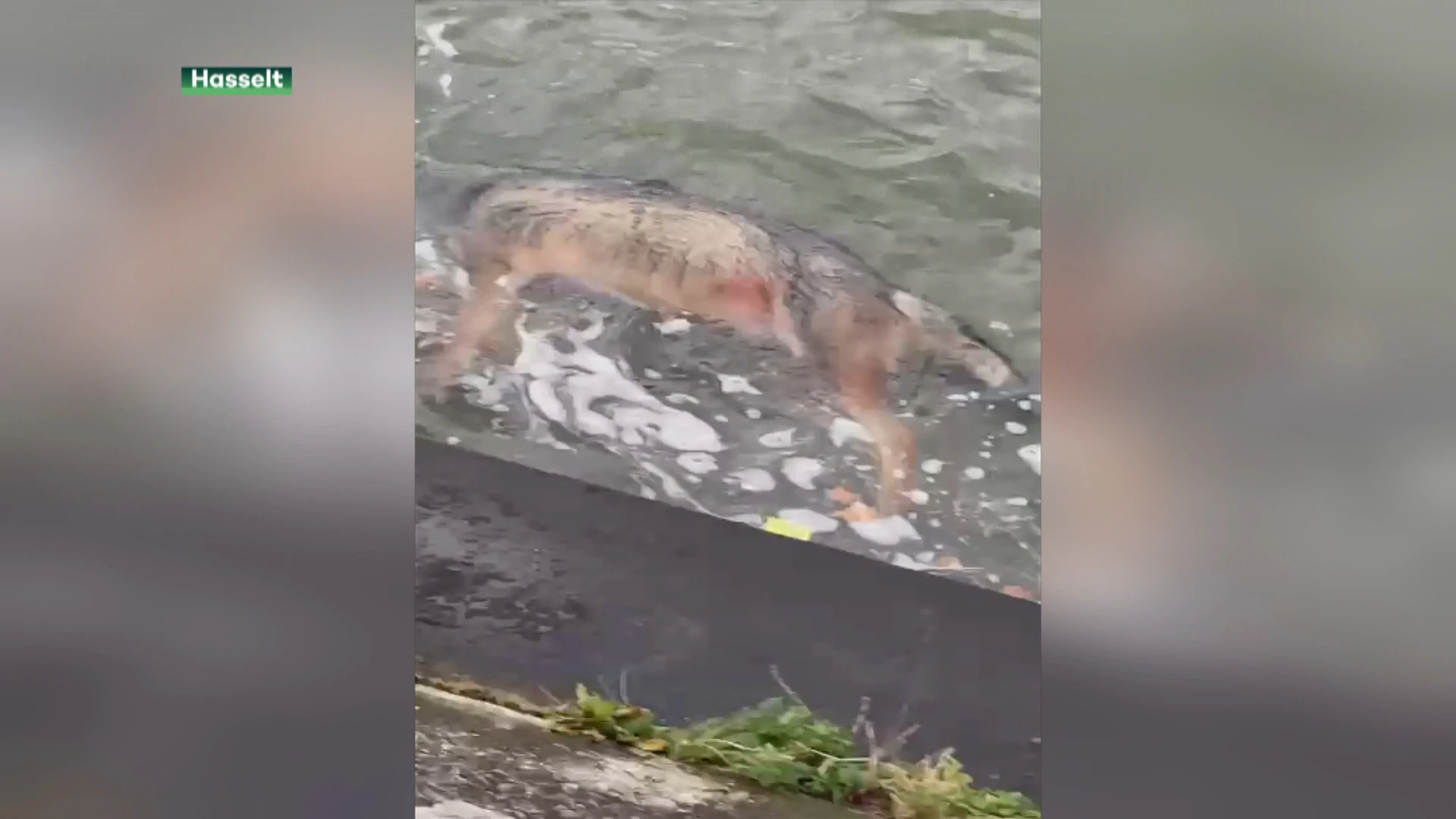 Wolf verdrinkt in Albertkanaal