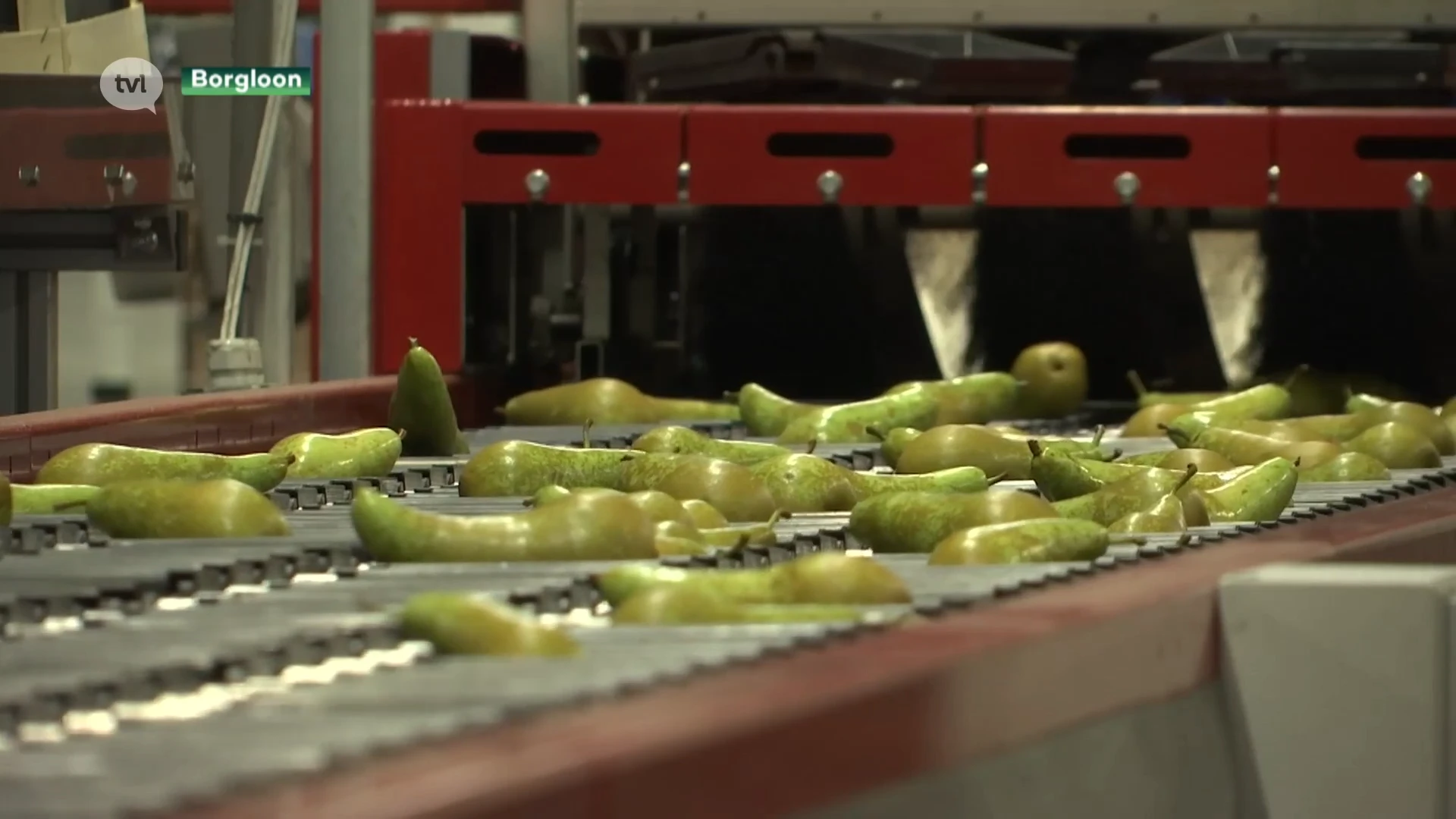 Ondanks natte zomer was 2021 goed jaar voor fruitveiling Borgloon