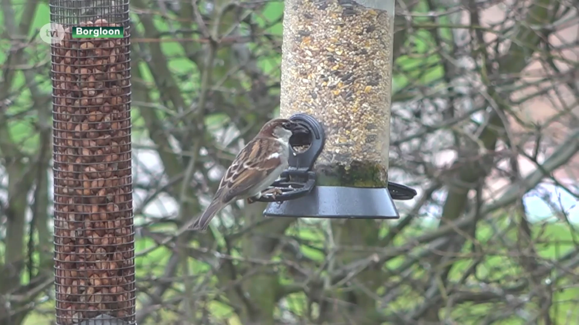 Door coronacrisis doen meer natuurliefhebbers mee aan het vogeltelweekend