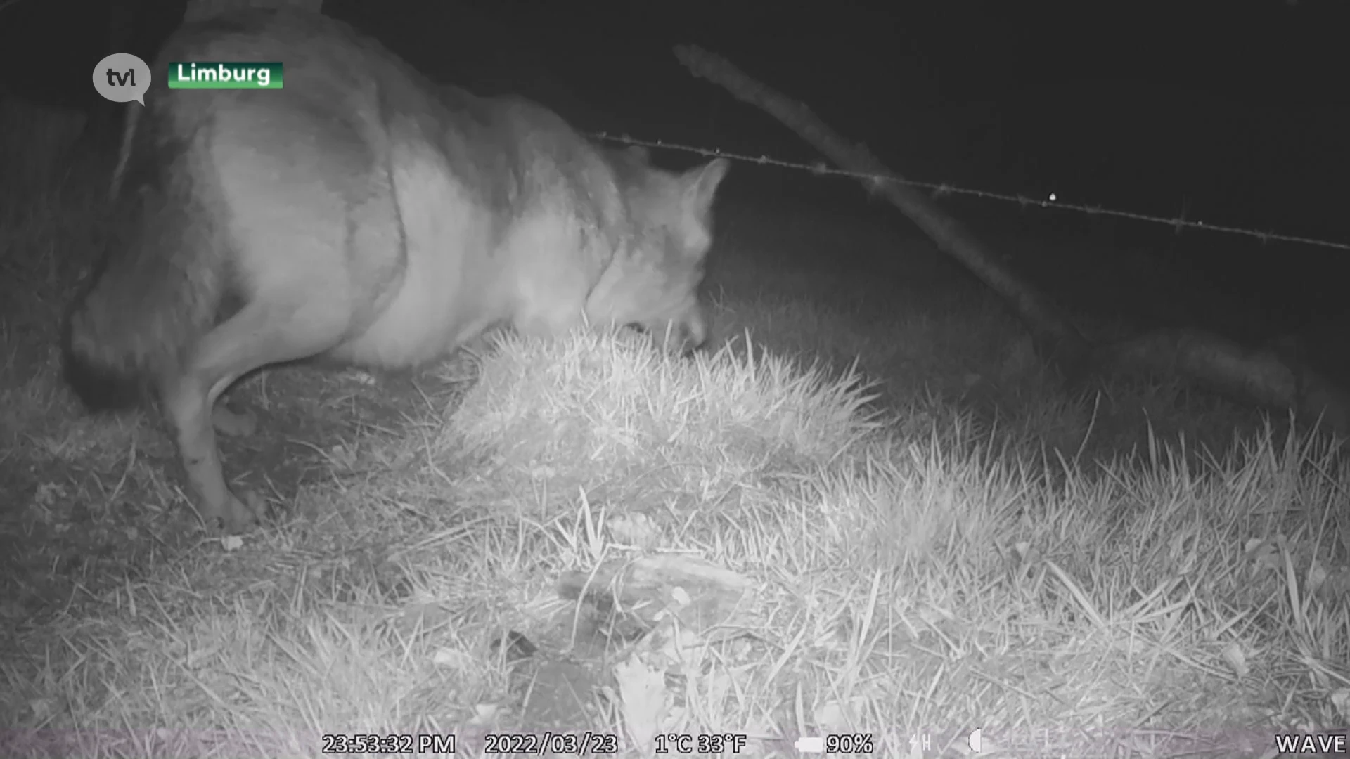 Beelden Welkom Wolf tonen Noëlla met dikke buik
