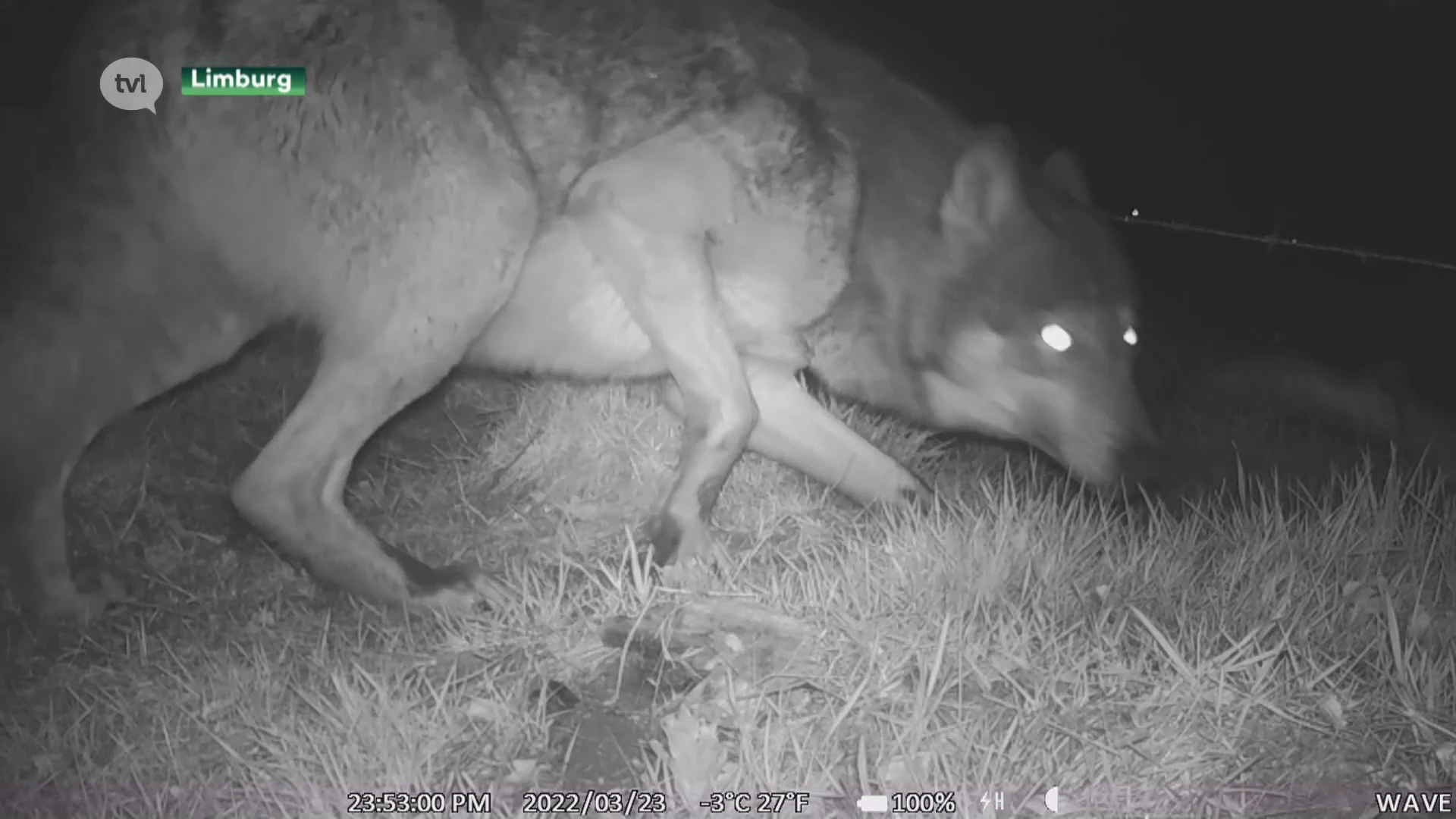 Dit zijn de eerste beelden van wolvin Noëlla die opnieuw zwanger is