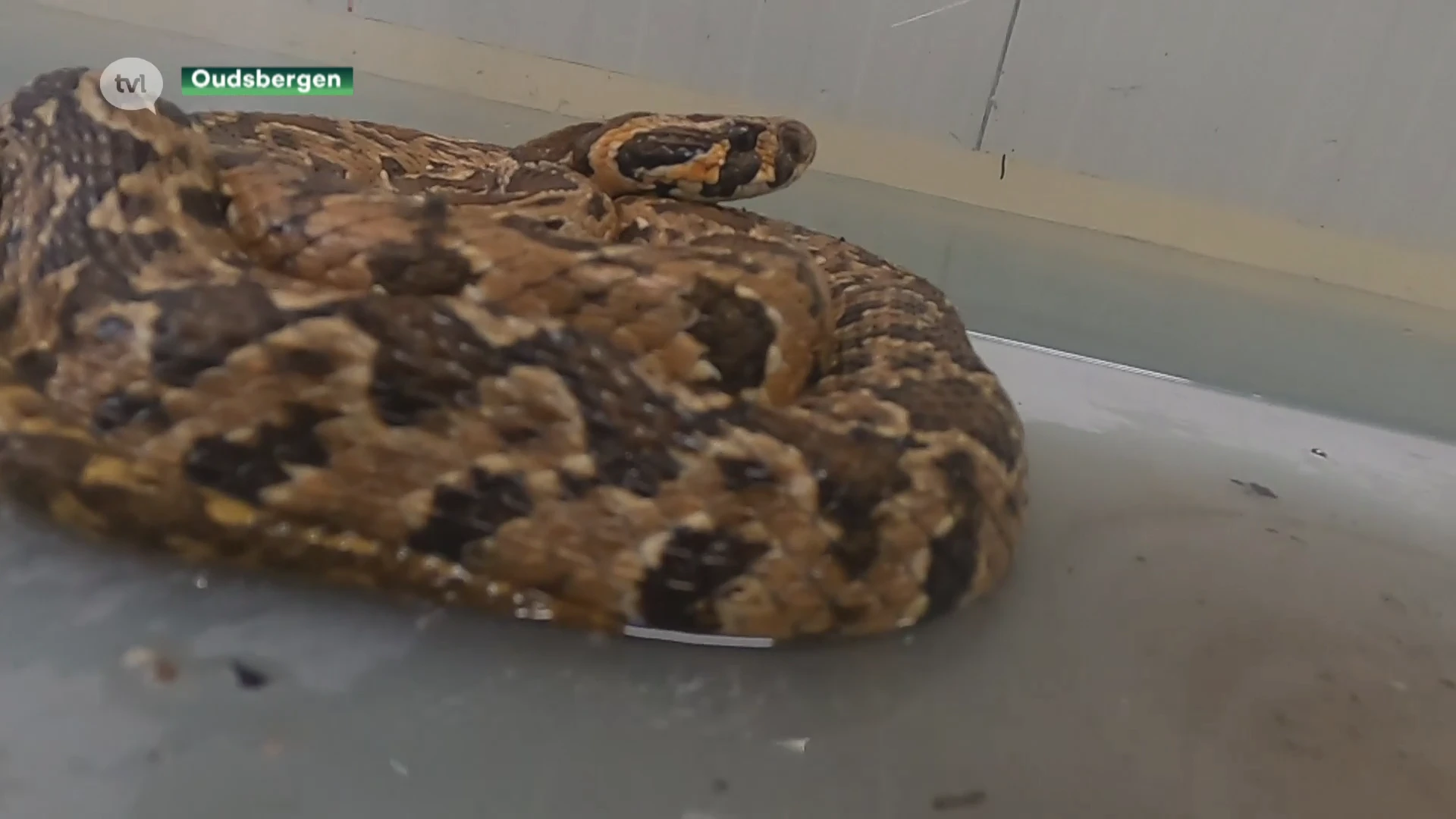 Extreem giftige adder duikt op in Overpelt: één beet kan dodelijk zijn, er is geen tegengif