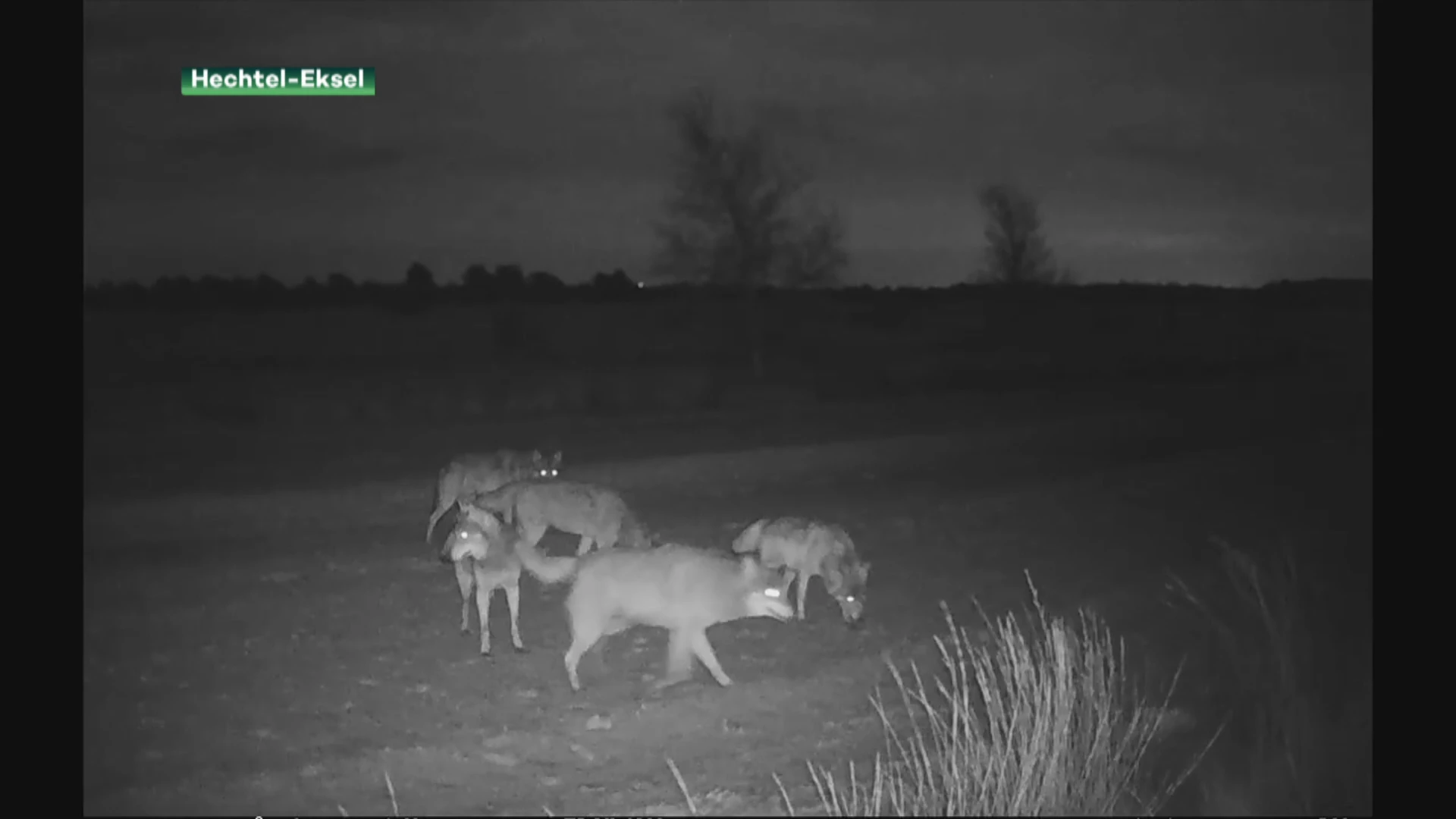 Limburgse wolvenroedel samen op pad
