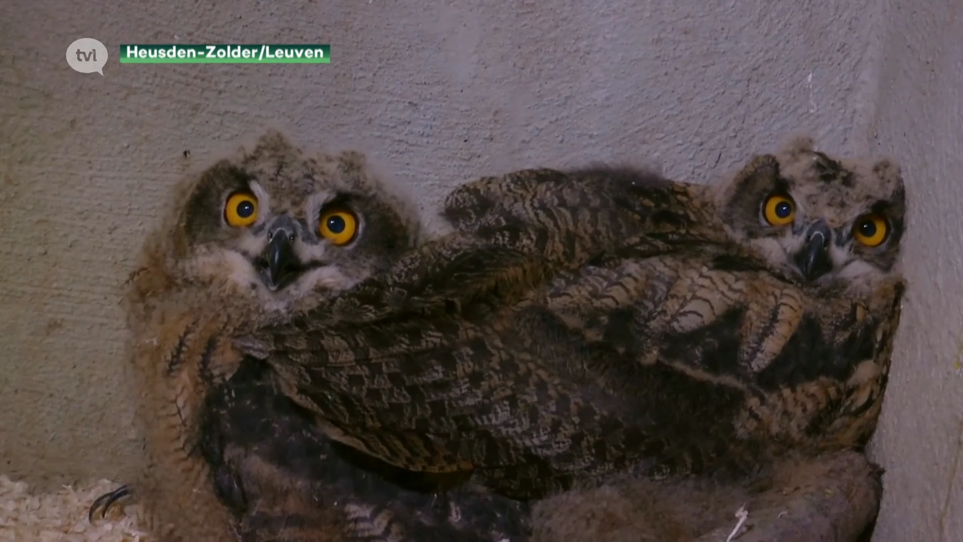 Vogel- en zoogdierenopvangcentrum vangt oehoes op