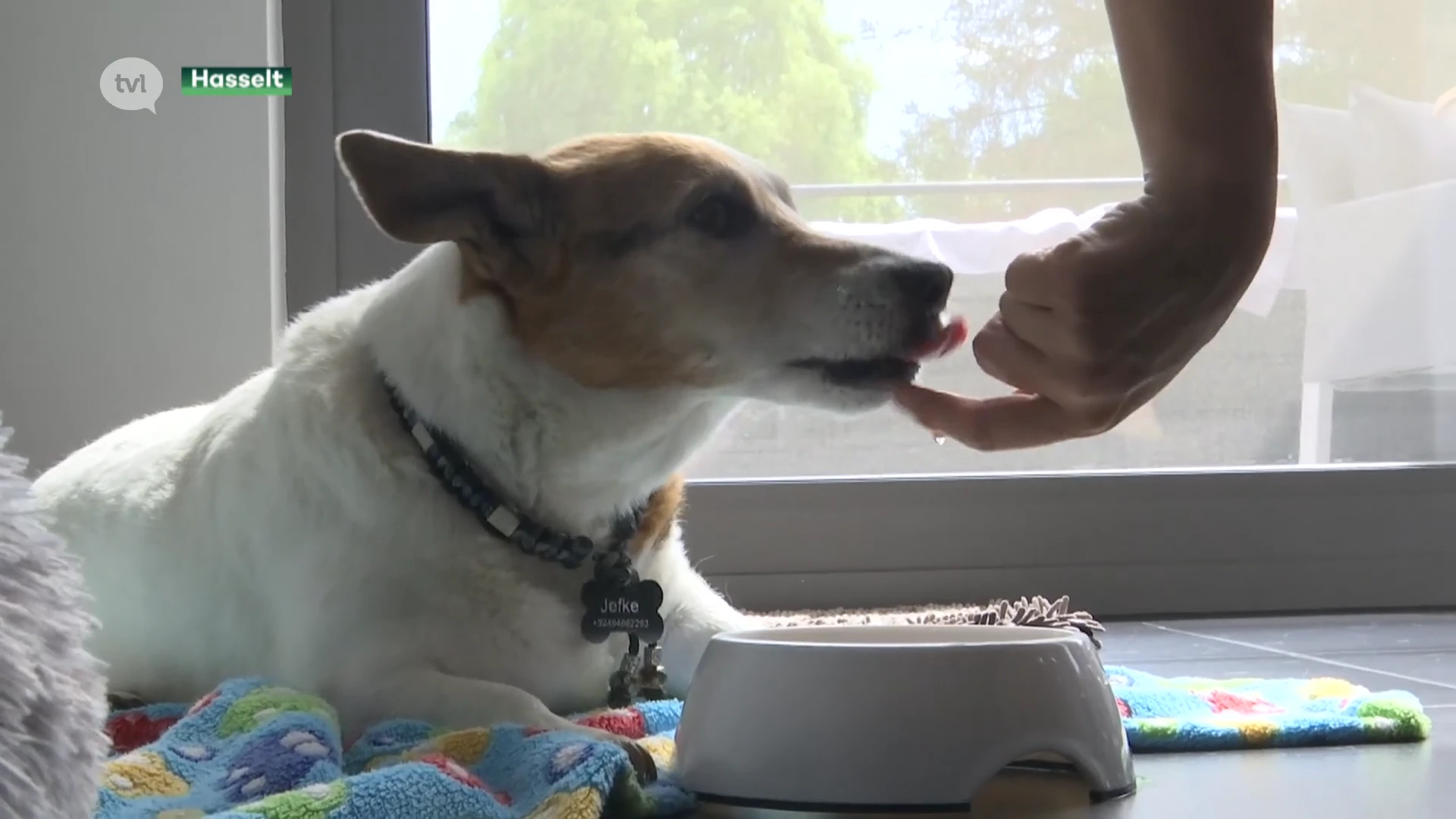 Steeds meer mensen doen beroep op dog- of catsitters aan huis tijdens verlof