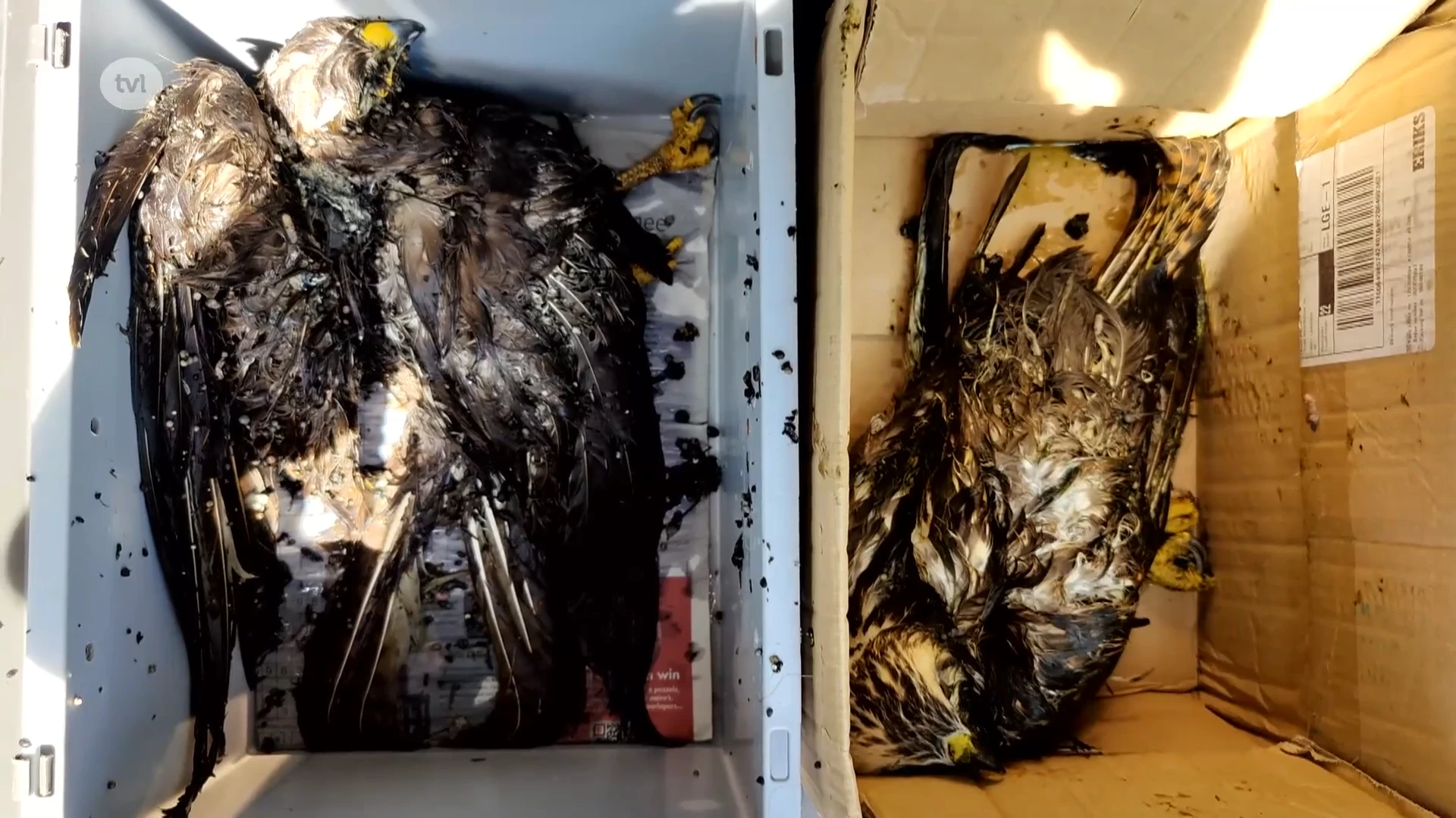 Buizerds getroffen door hitte in Boorsem