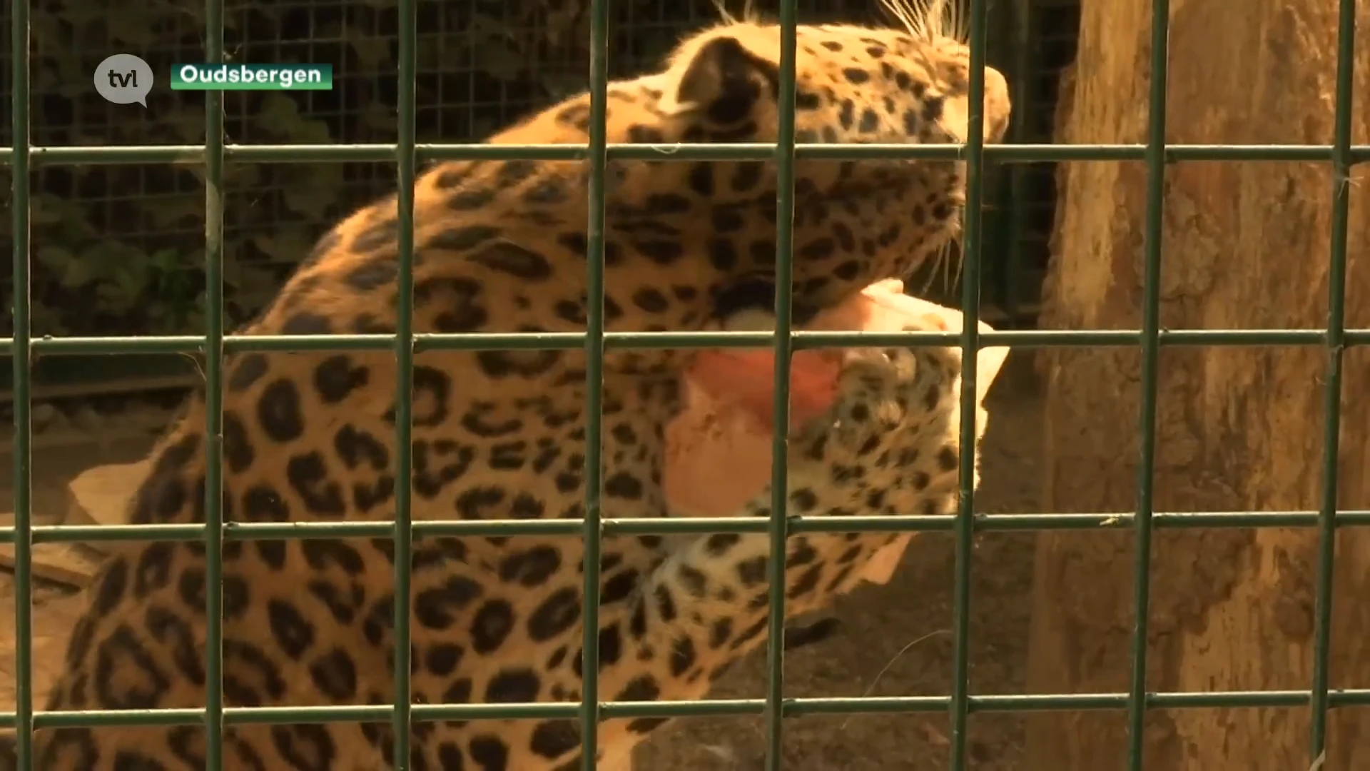 Ook dieren hebben extra afkoeling nodig, Natuurhulpcentrum deelt ijsjes uit en besproeit arenden.