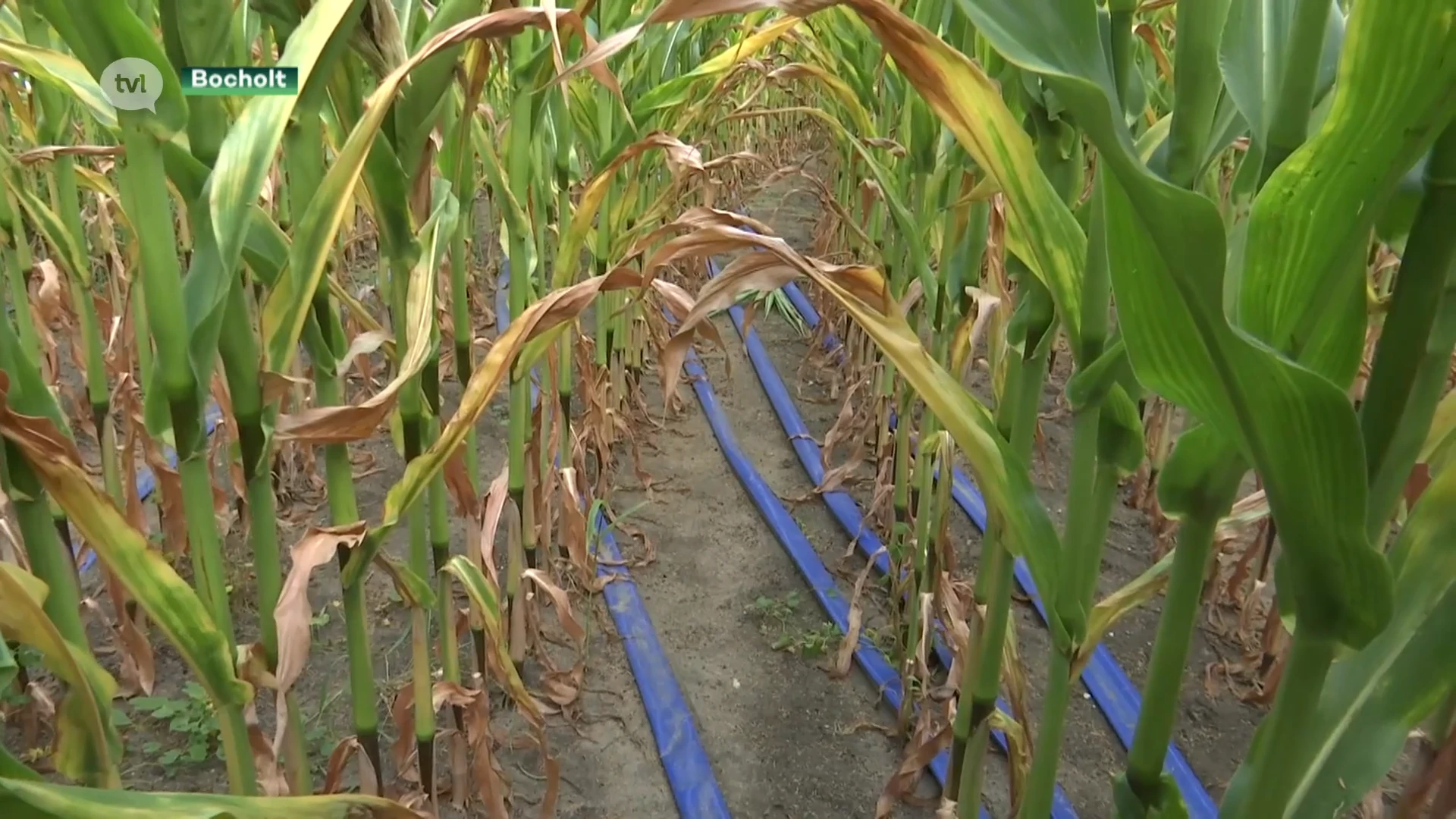 Experiment met irrigatietechniek moet water besparen in Limburgse landbouw