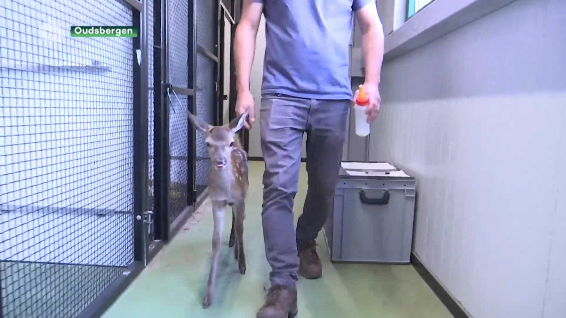 Pasgeboren edelhert wijkt geen moment van de zijde van verzorger in Natuurhulpcentrum