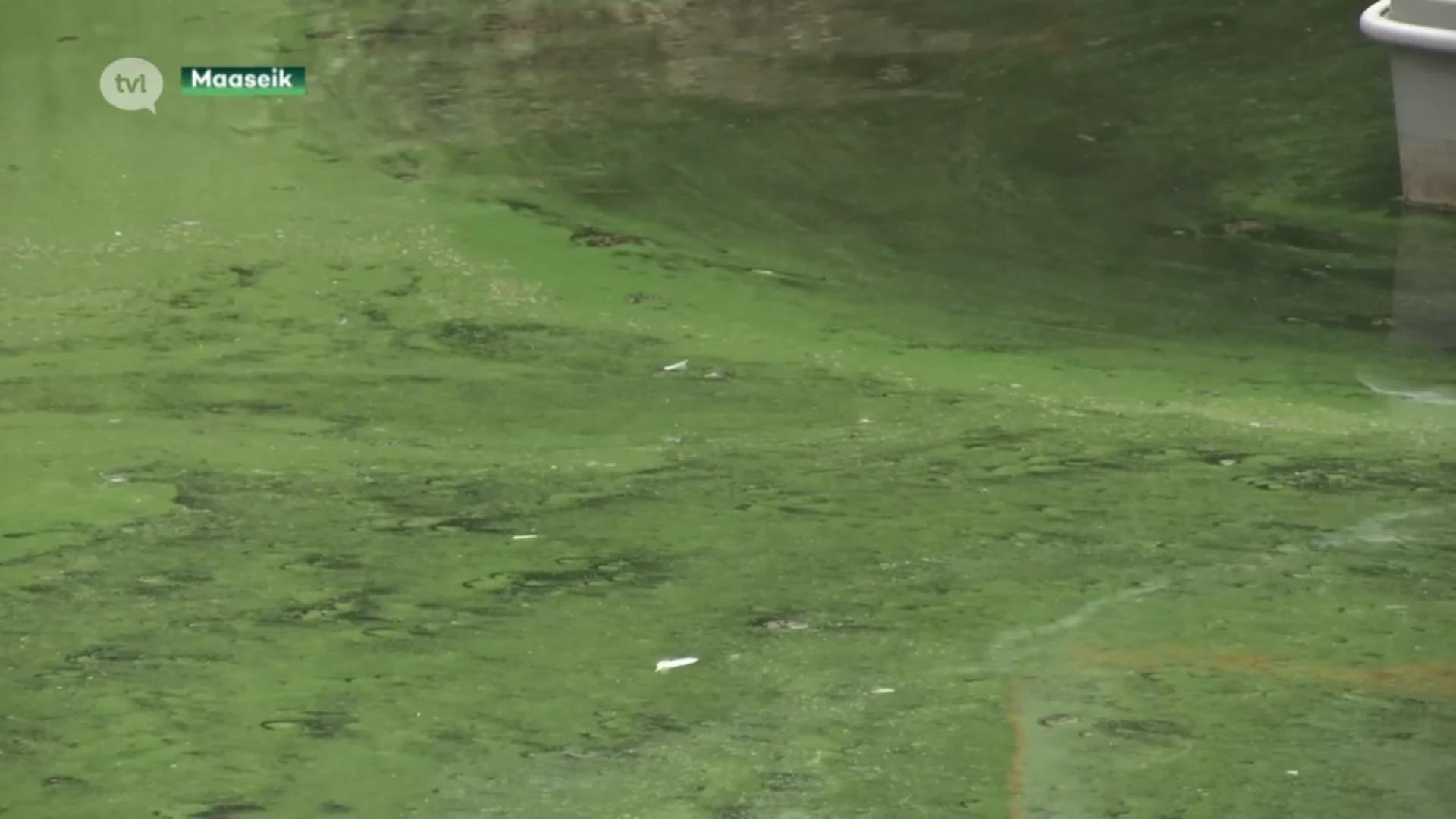 Steeds vaker recreatieverbod op water door blauwalgen