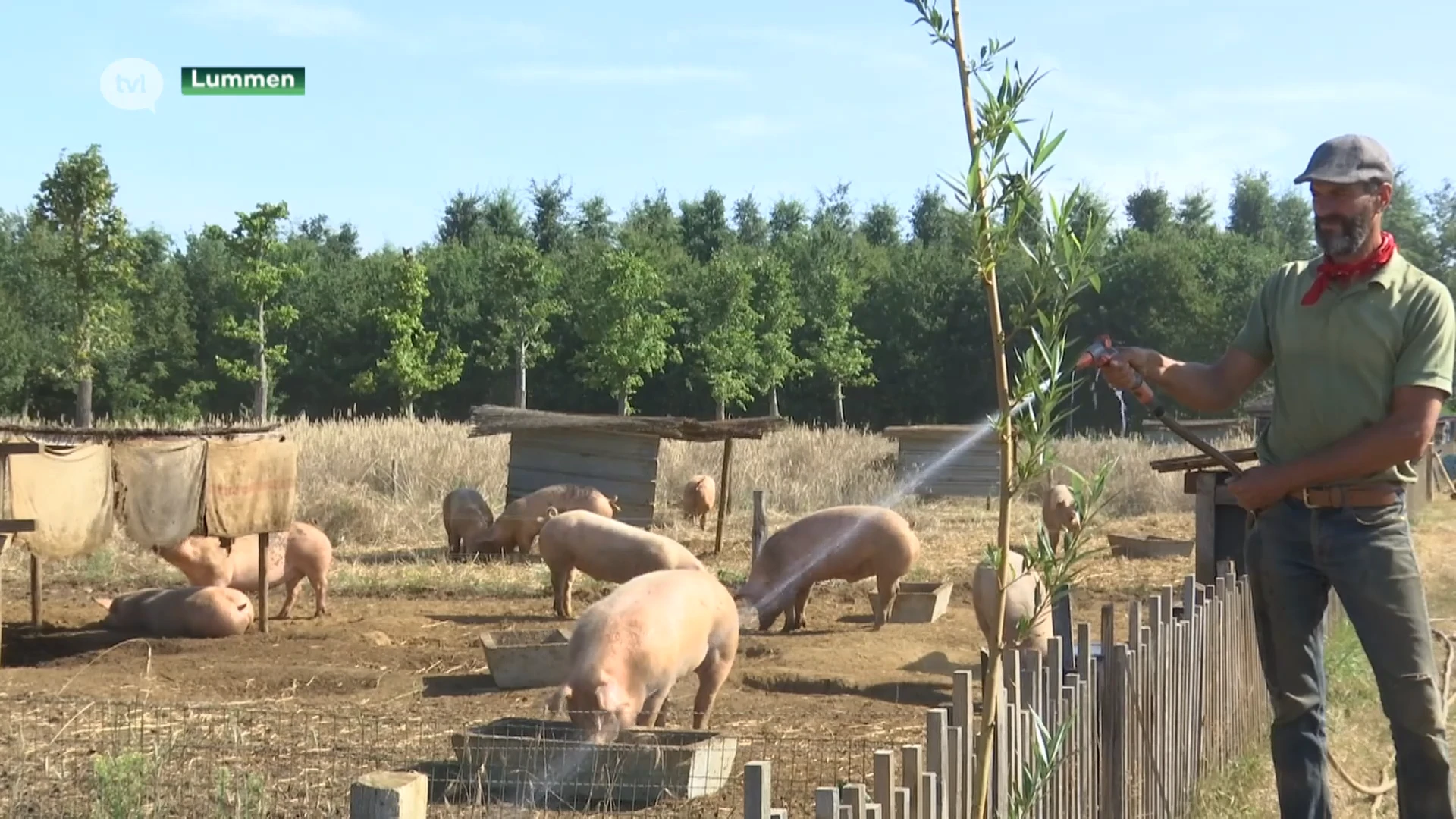 Varkensboer moet inventief zijn om dieren koel te houden tijdens hittegolf