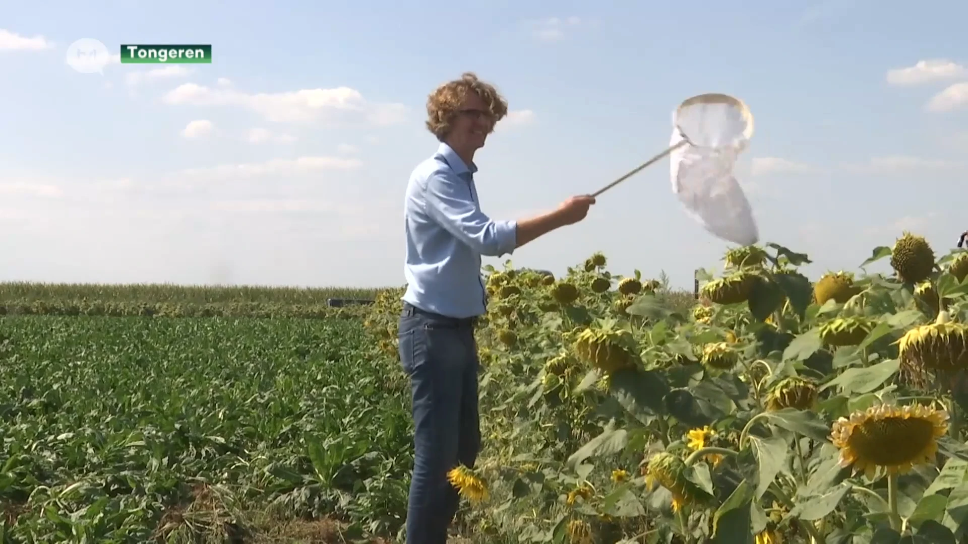 Bloemenstroken moeten Haspengouwse bietenteelt doen floreren