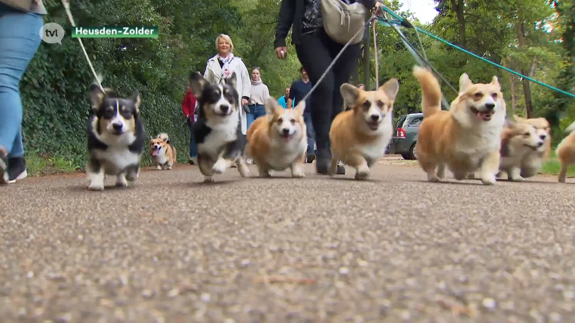 Nationale corgiwandeling in Heusden-Zolder als eerbetoon aan de Queen
