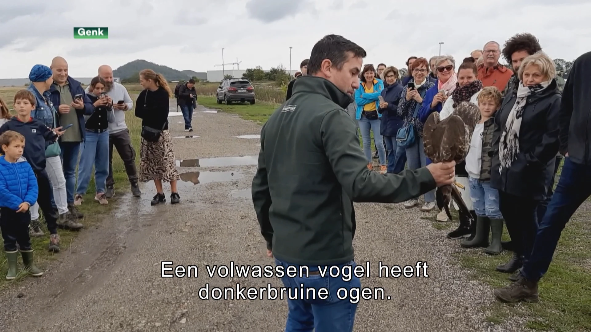 Natuurhulpcentrum laat jonge buizerds en torenvalken vrij