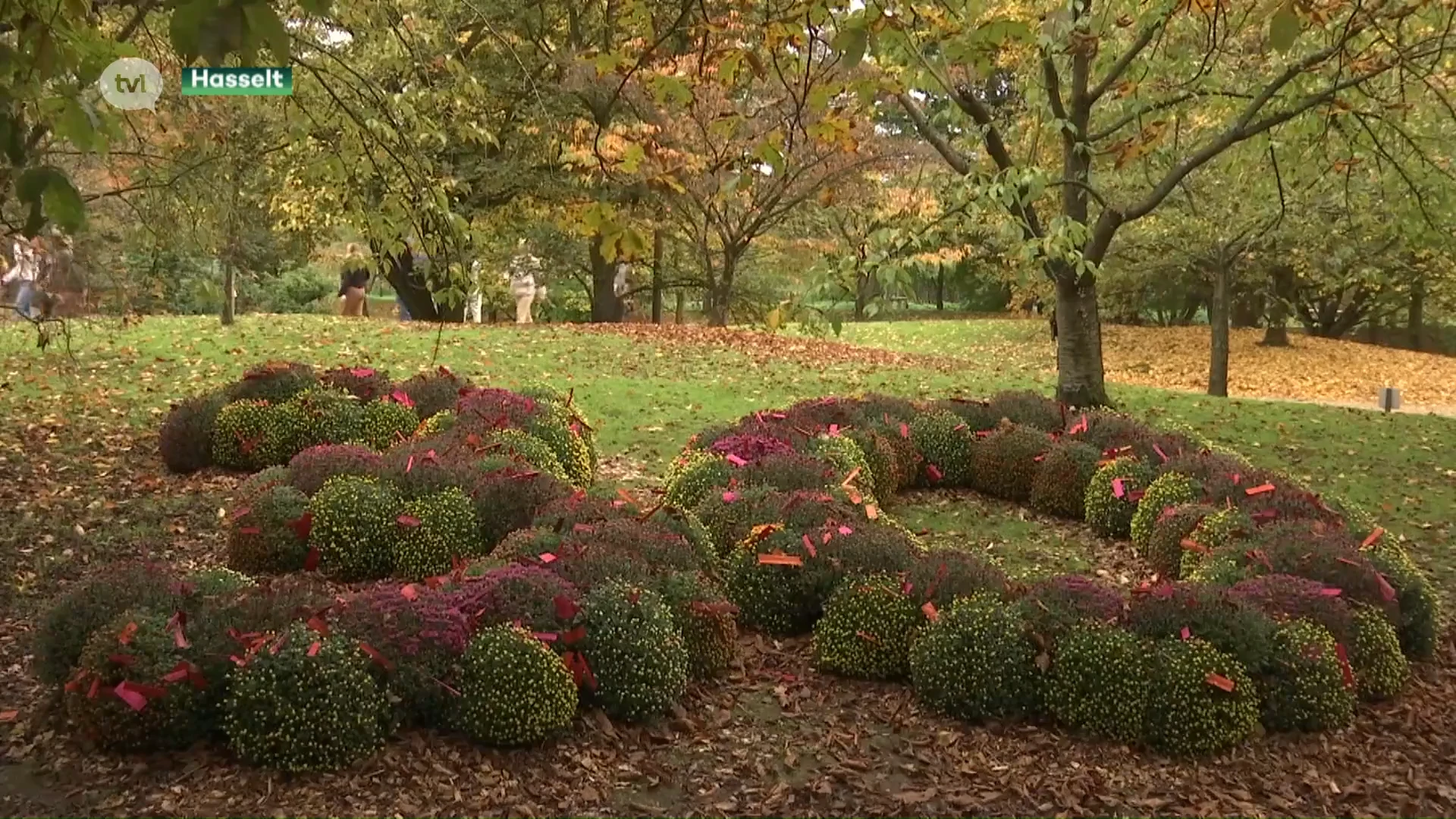 10.000 bezoekers voor Chrysantenfestival in Japanse Tuin