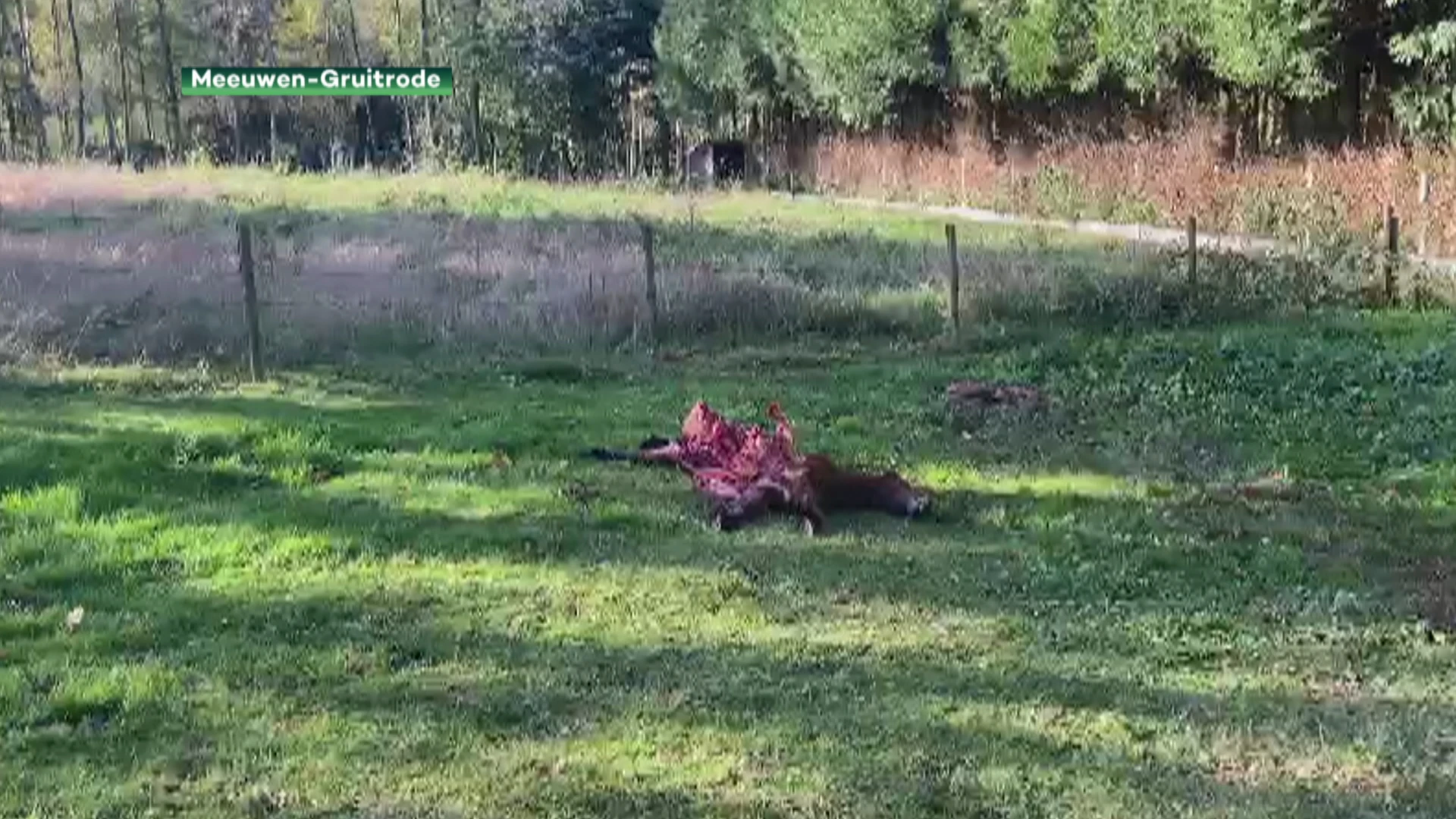 Wolf bijt pony's dood in Meeuwen