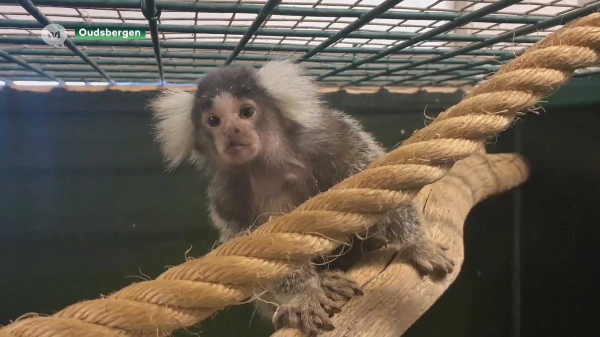 Natuurhulpcentrum vangt 16 aapjes uit Italië op