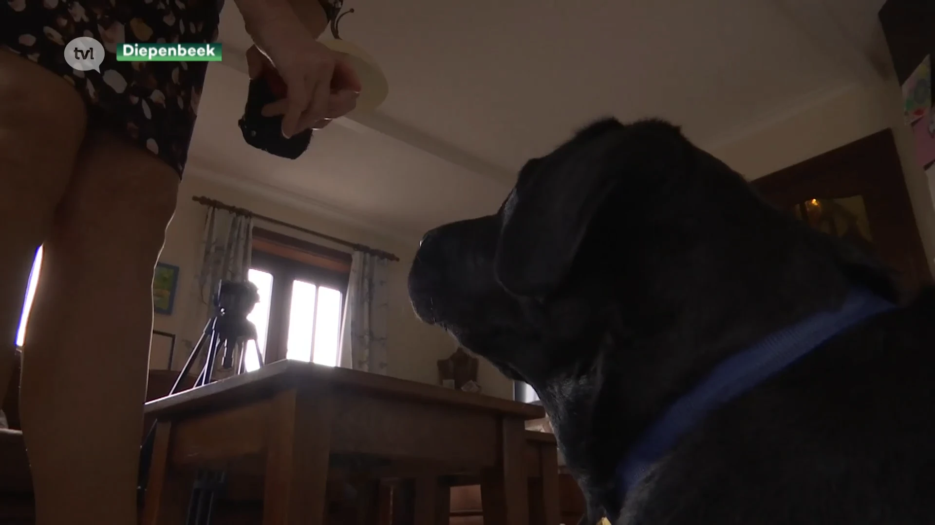 Oplichter misbruikt Belgisch Centrum voor Blindegeleidehonden