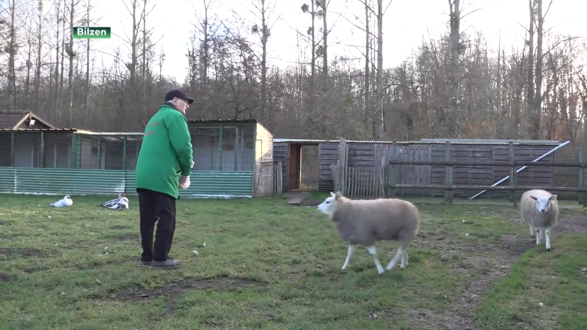 Bilzen investeert in renovatie dierenpark van 97-jarige uitbater