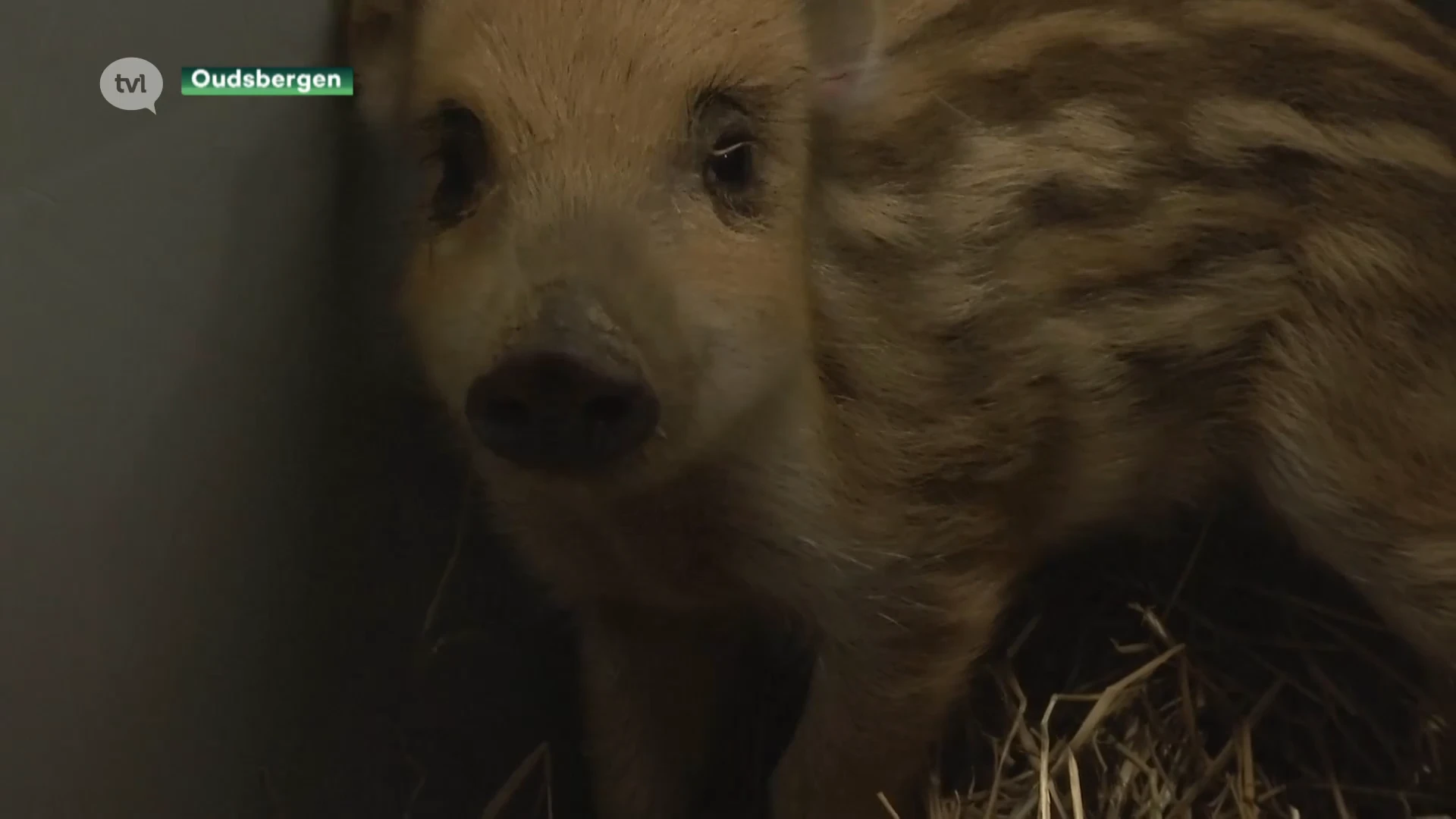 Rustige oudejaarsnacht in Natuurhulpcentrum