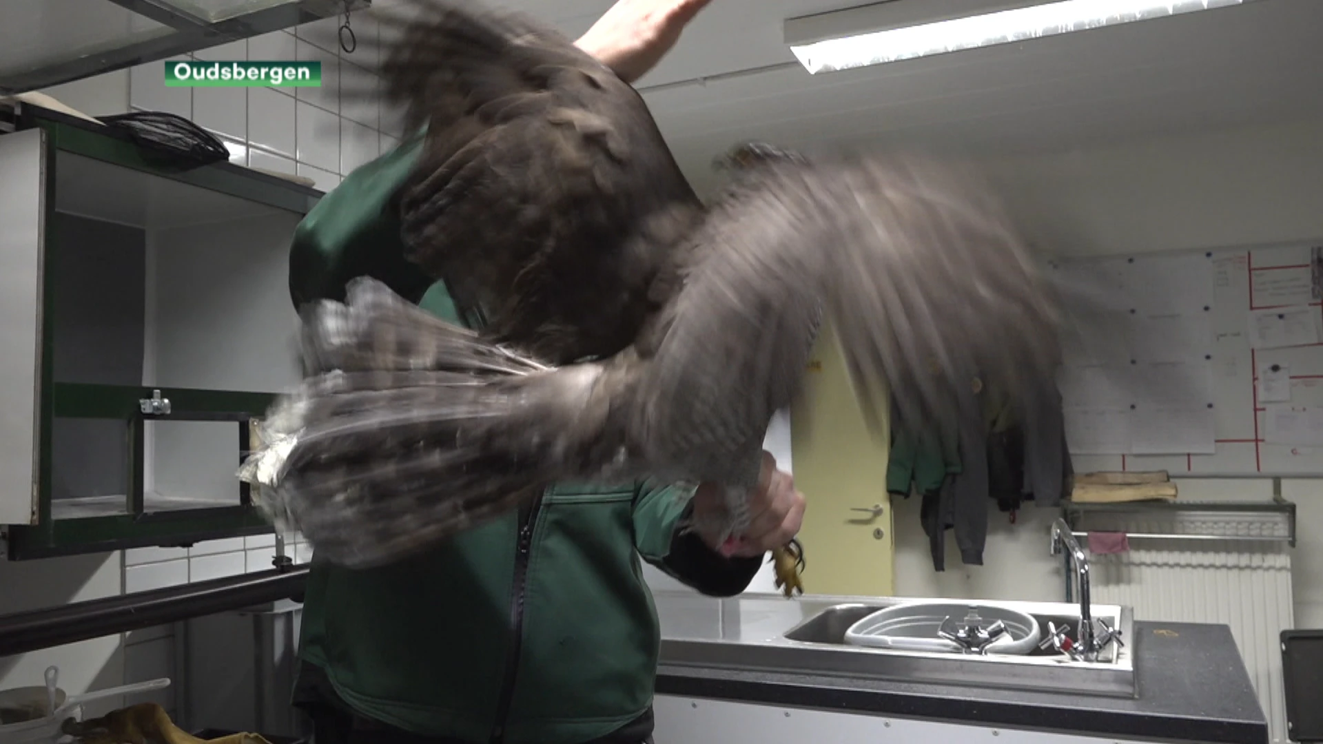 Havik zit vast in klem die voor wolf bedoeld was