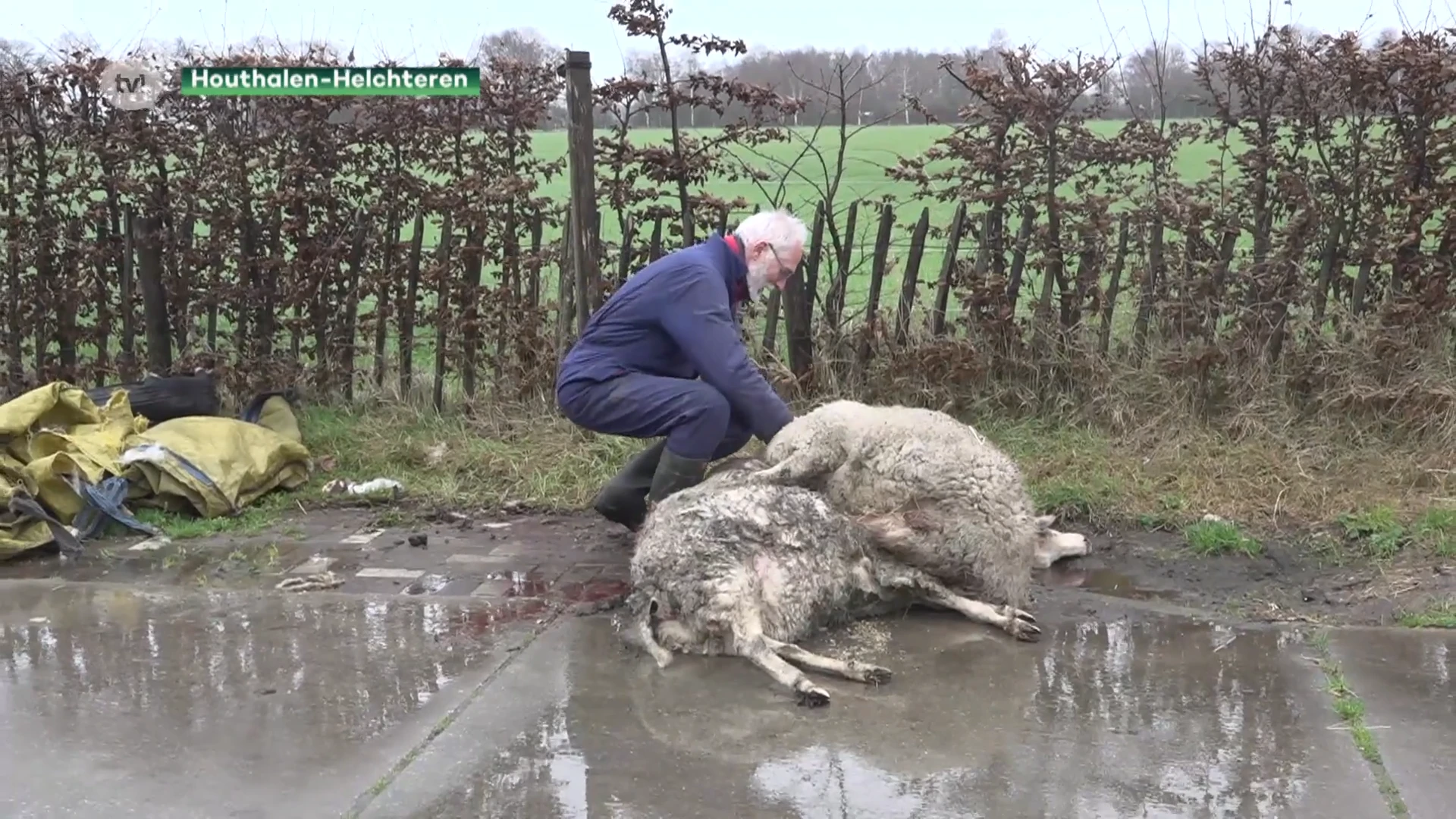 Wolf doodt 5 schapen van herder Johan Schouteden, 25 schapen breken uit en zijn nog vermist