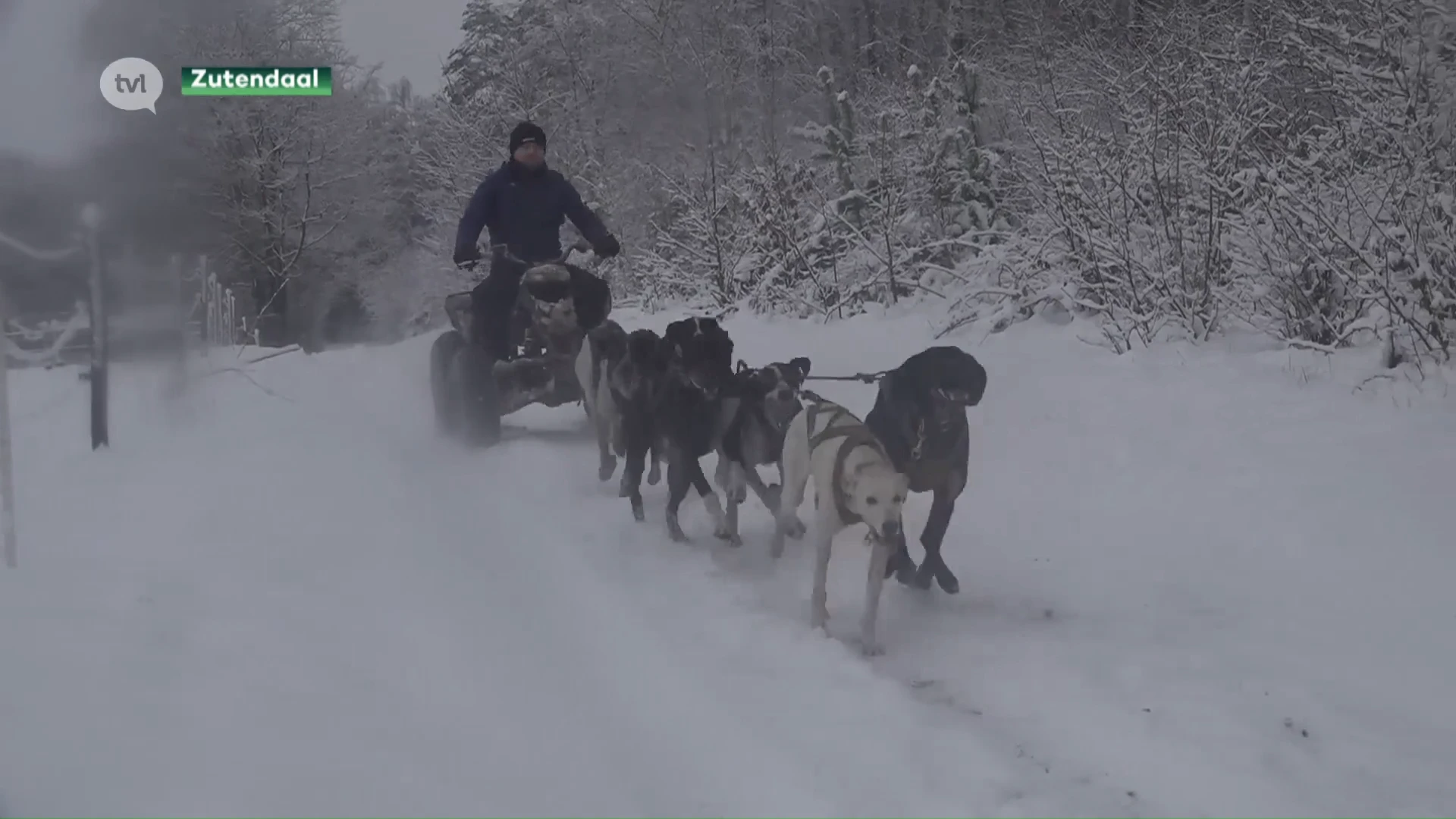 Dankzij sneeuw kan Stefan Goris perfect met zijn sledehonden trainen: "Voelt aan als Noorwegen of Zweden"