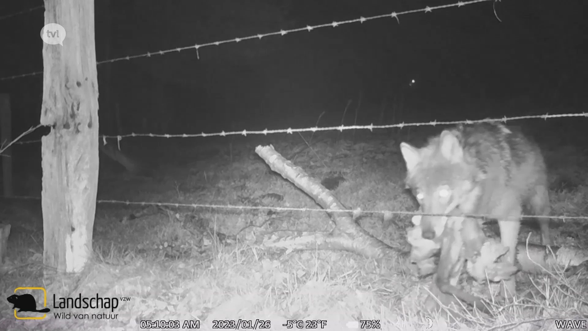 Wolf loopt onder draad in Hechtel-Eksel