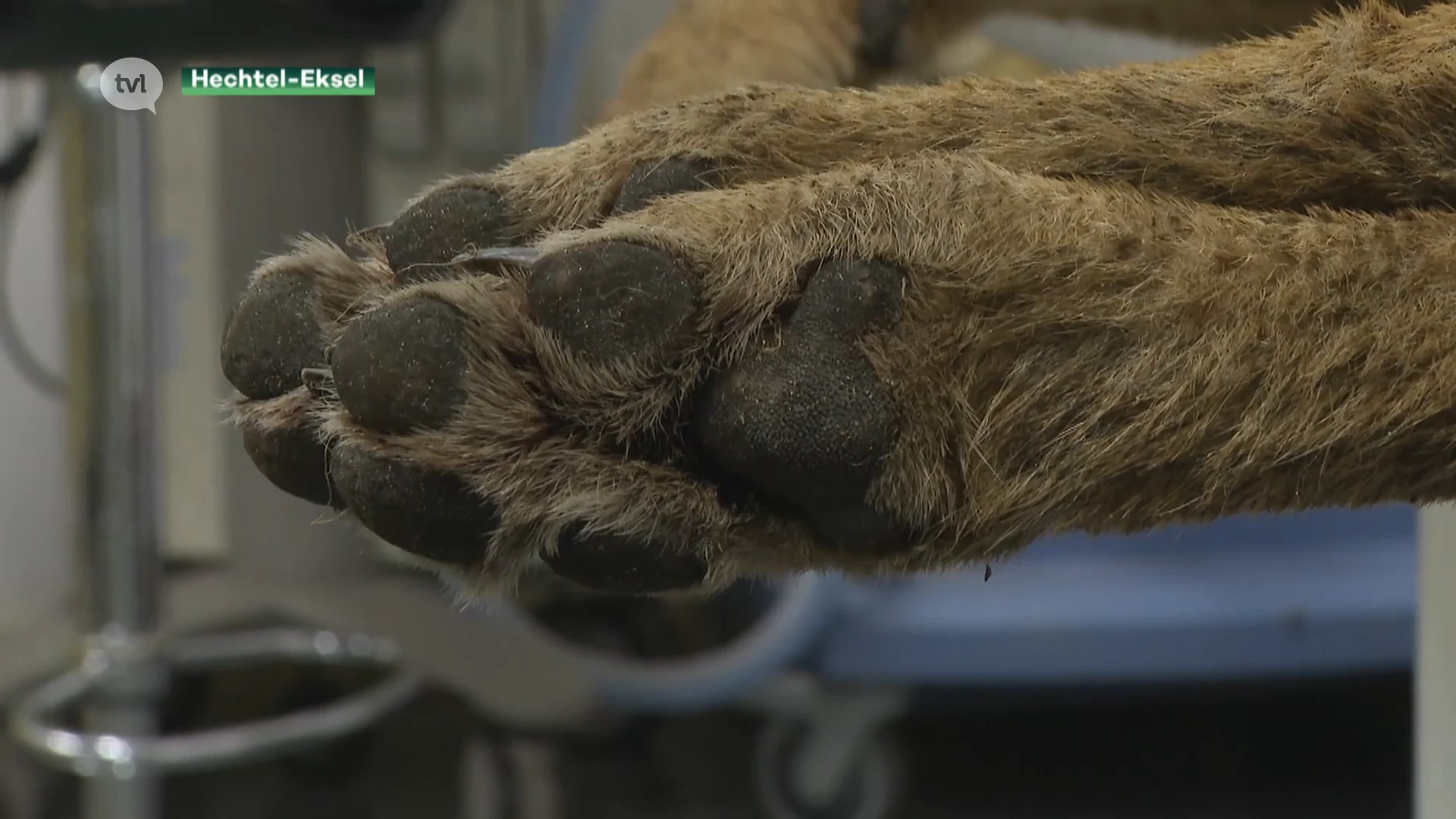 Wolf doodgereden in Hechtel-Eksel: Welkom Wolf stapt naar rechter om maatregelen af te dwingen