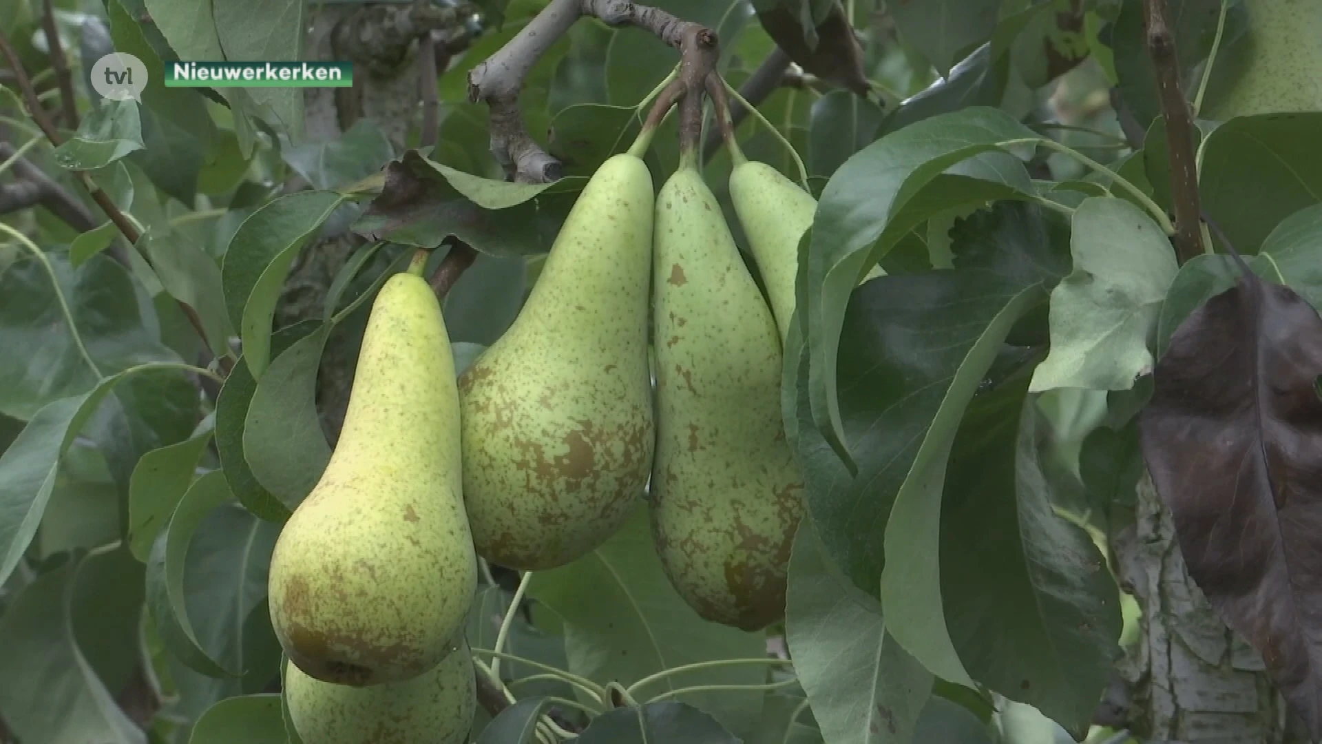Haspengouw is een belangrijke regio voor de peren in de EU