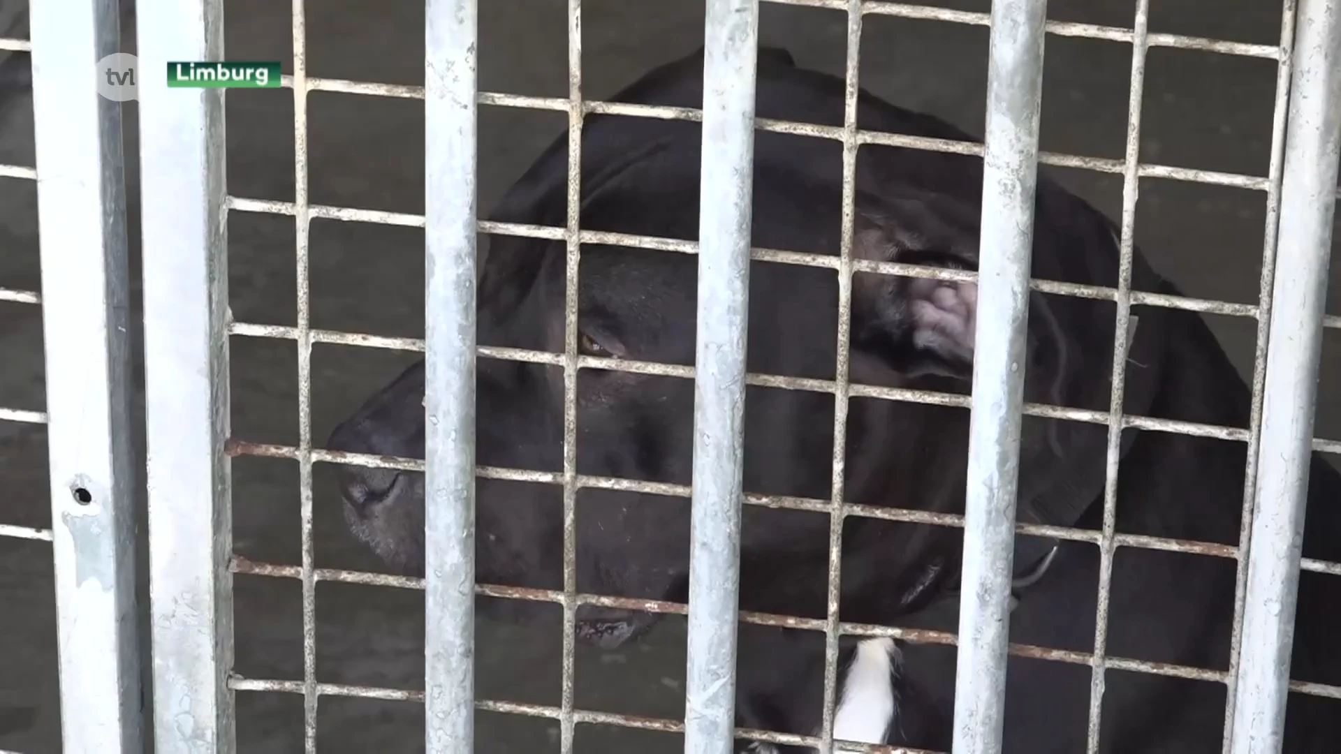 Vlaamse energiesteun voor dierenasielen