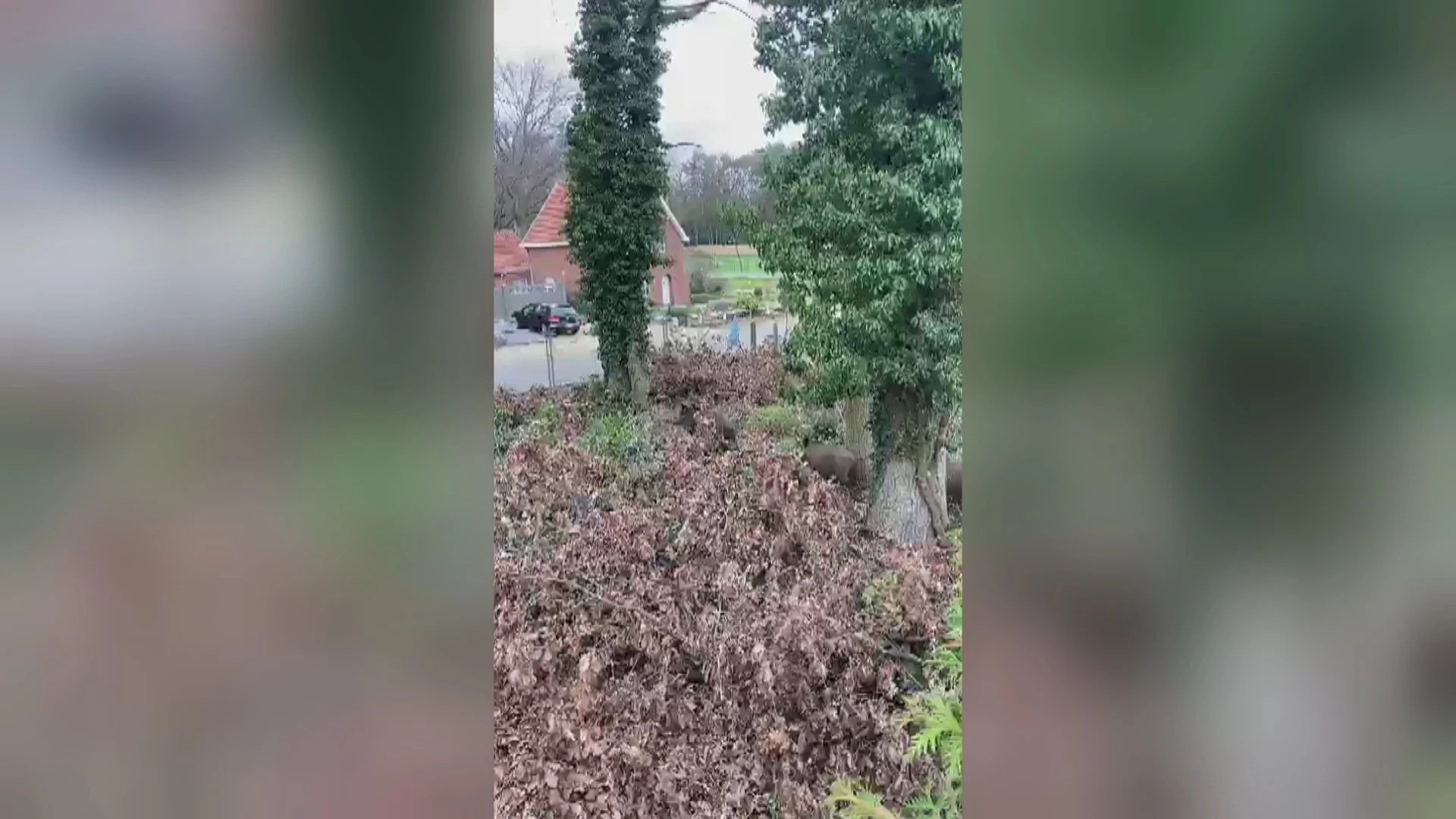 Buurtbewoners van Bronweg in Houthalen geteisterd door everzwijnen