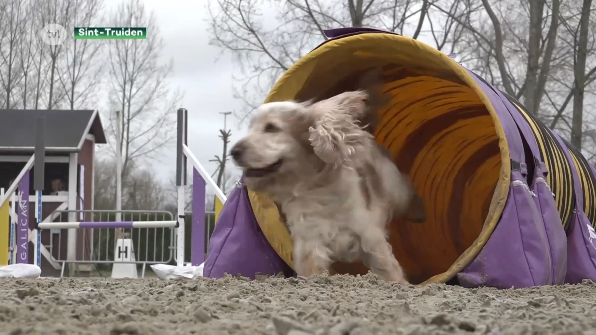 Honden strijden voor titel Belgisch kampioenschap Agility in Sint-Truiden