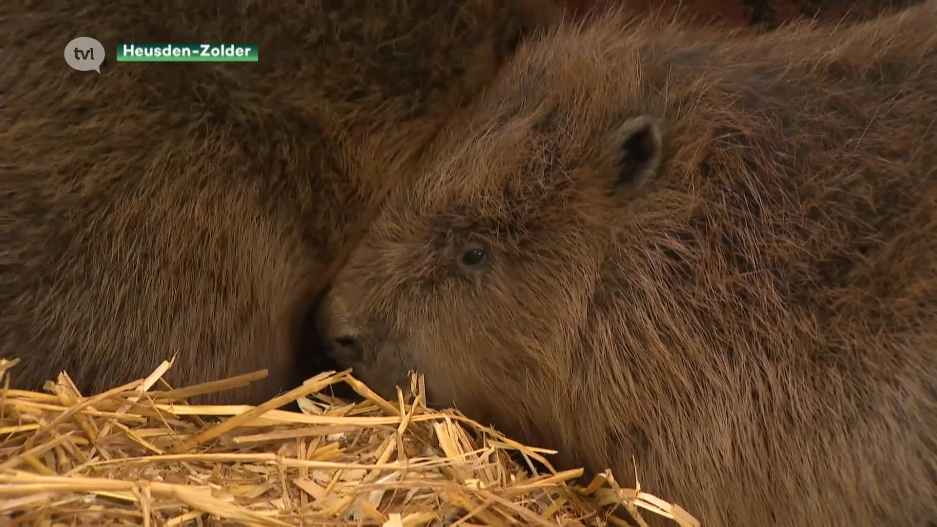 Twee verdwaalde bevers worden opgevangen in Vogel- en Zoogdierenopvangcentrum Heusden-Zolder