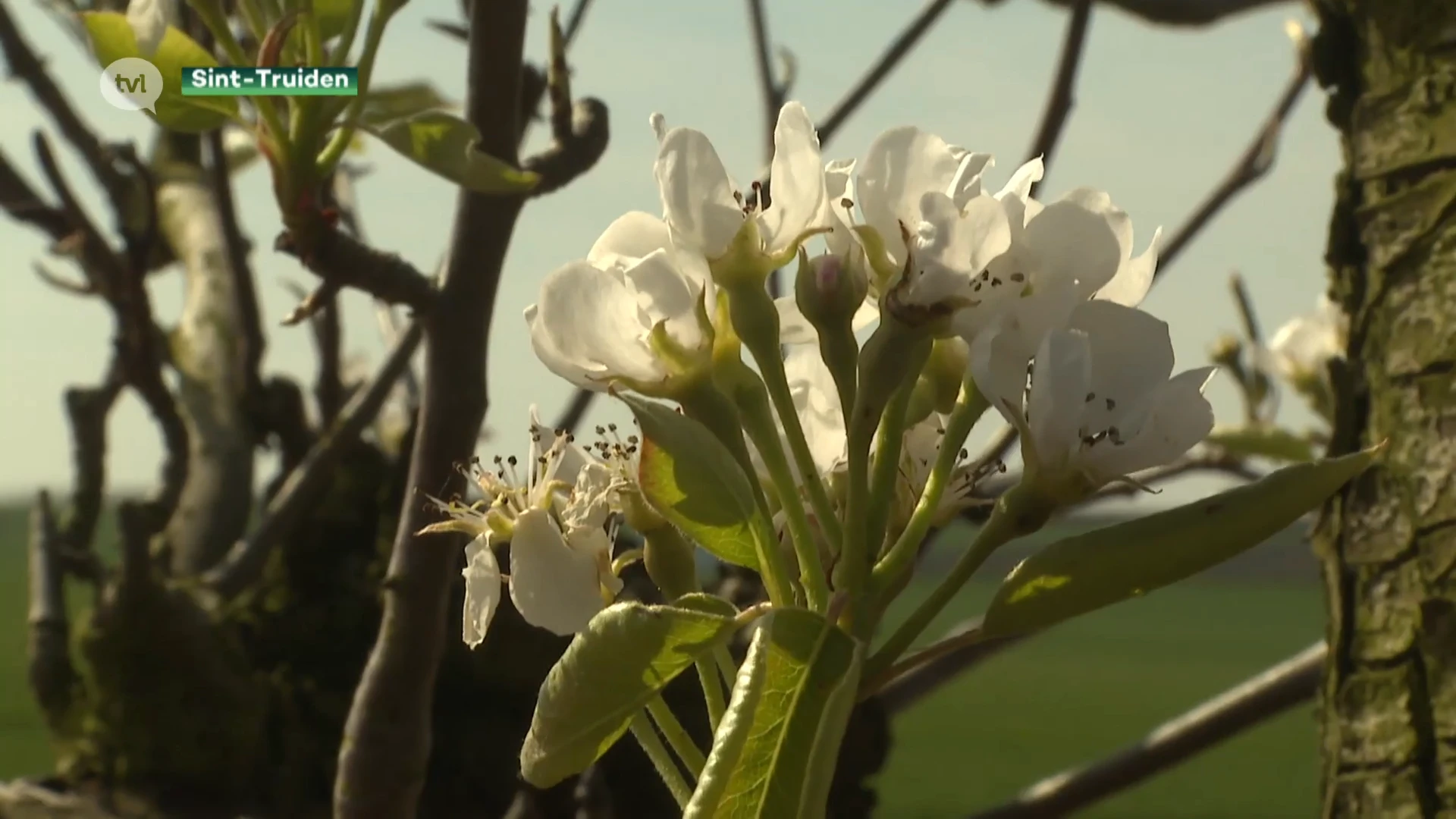 'Eet meer Limburgs fruit': concurrentie met buitenlands fruit is moordend