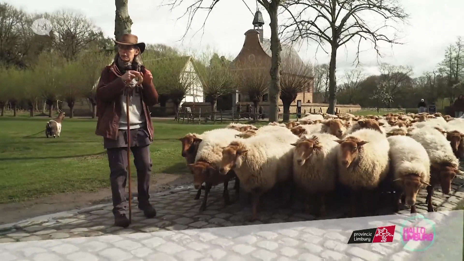 Hallo Provincie: Schapen Hoeden