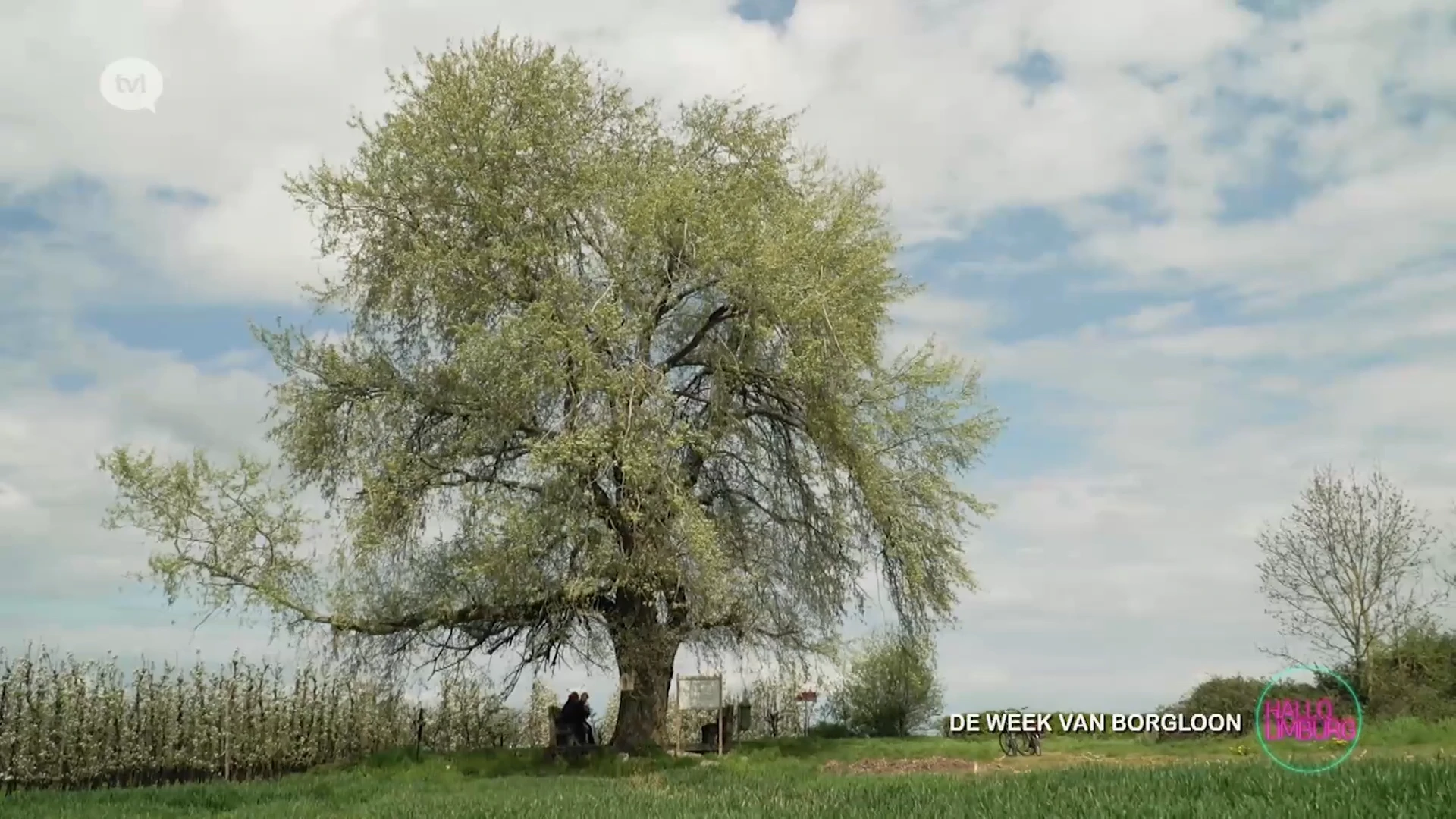 De Week van Borgloon: De Tjenneboom