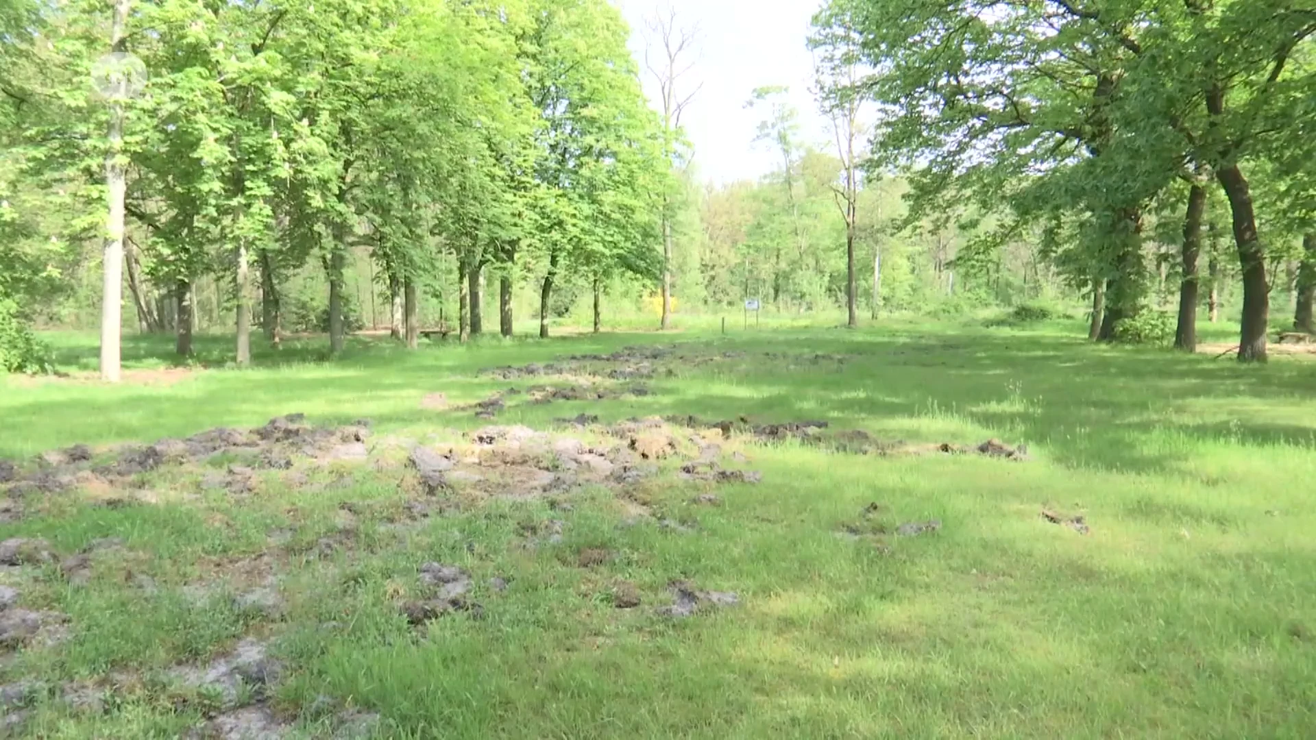 Leopoldsburg sluit parken 's nachts voor everzwijnenjacht