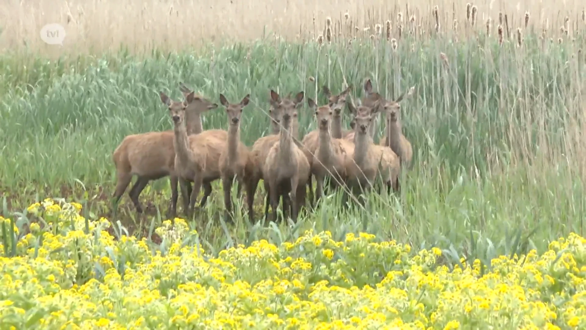 Dit zijn de voordelen van een nationaal park: op bezoek bij Nieuw Land in Flevoland