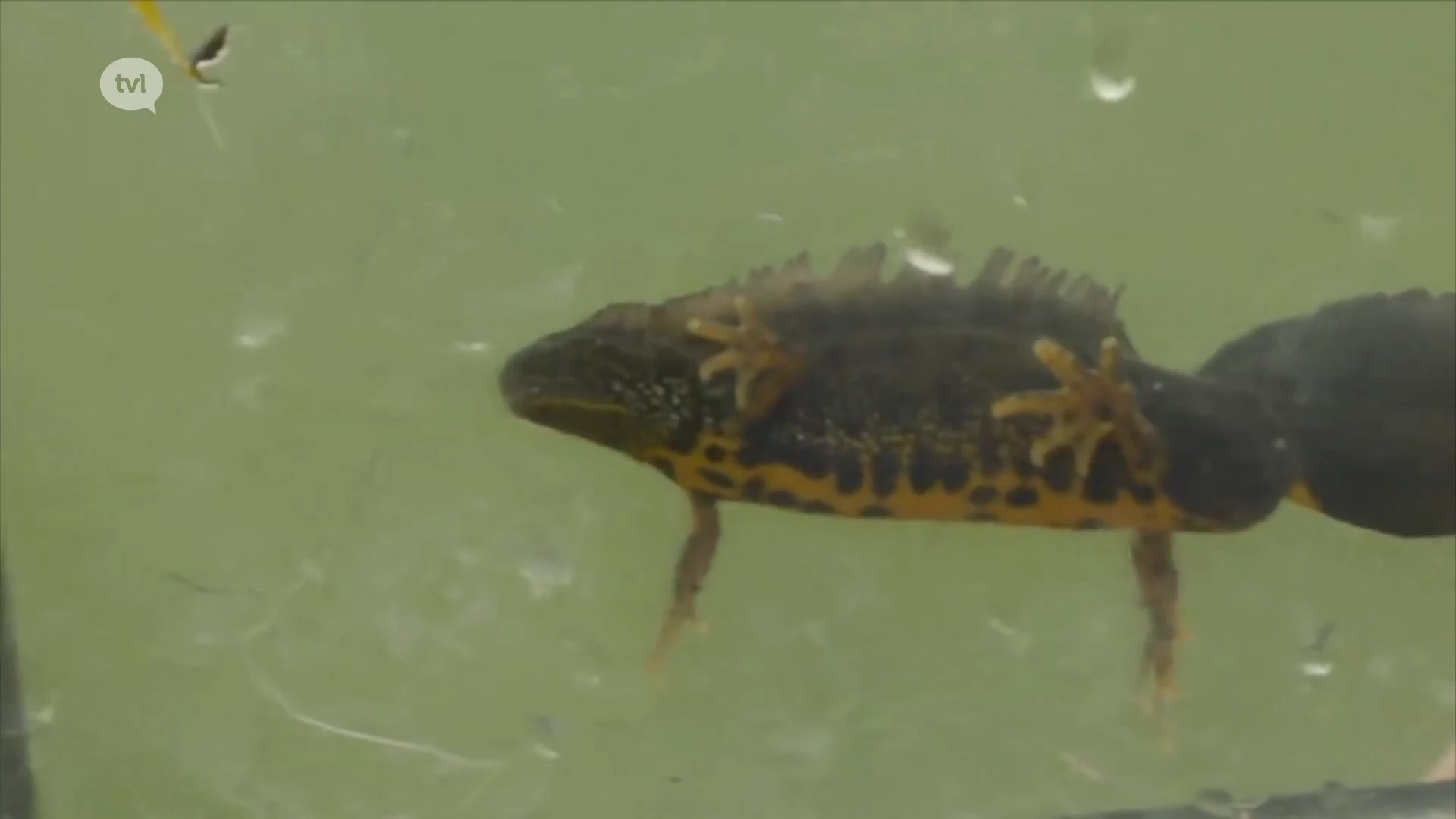 Natuurverbinding voor de kamsalamander in Lanaken