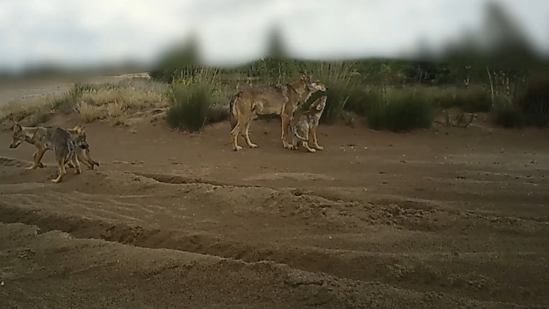 INBO toont nieuwe schattige beelden van wolvenwelpen en vader August