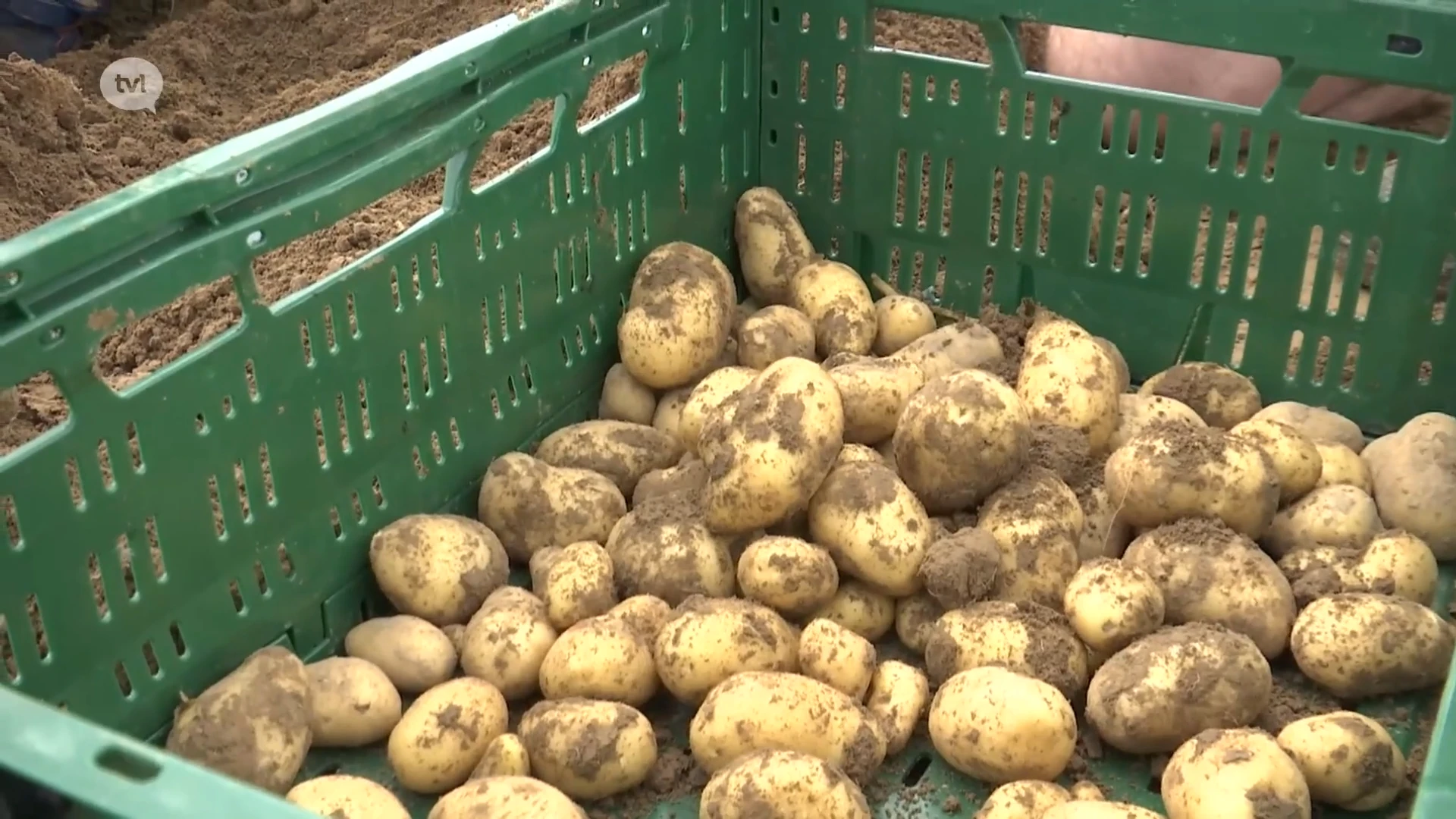 Door late oogst zijn aardappelen duurder dan ooit