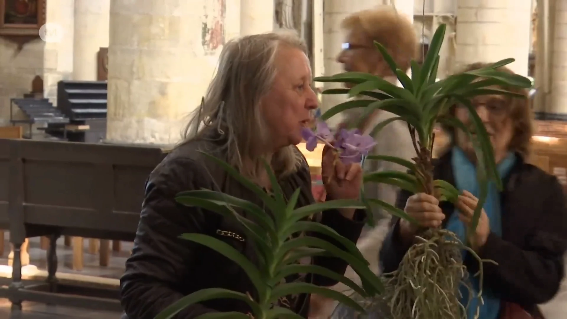 Veel interesse voor hangende tuin van Tongerse Kroningsfeesten