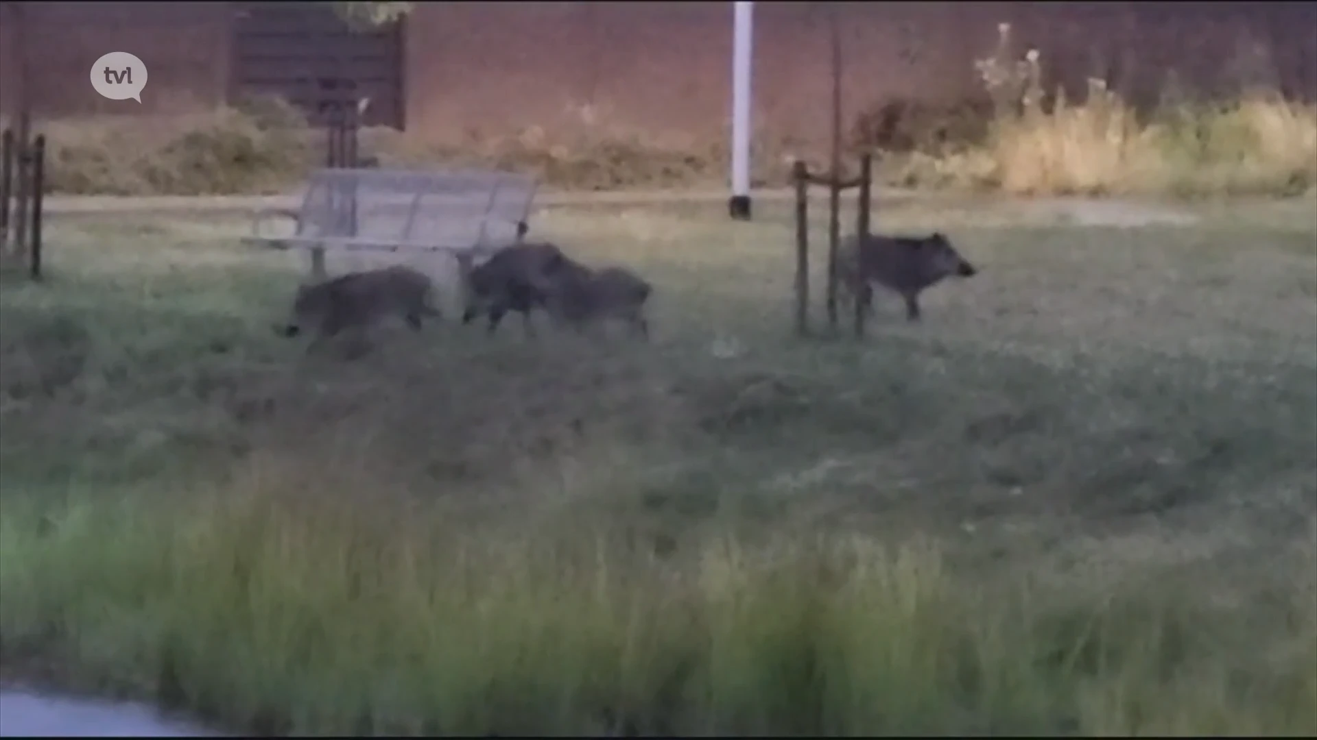 Jagers jagen everzwijnen van de parken naar de wijken in Leopoldsburg