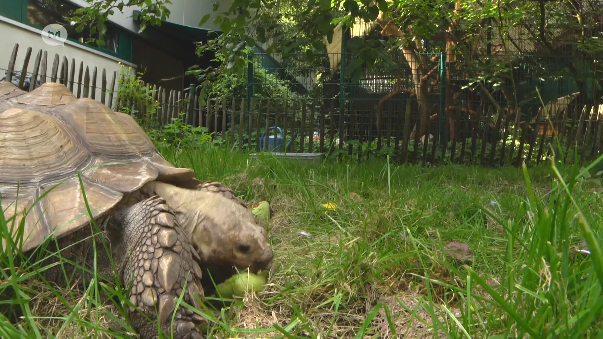 Gezin uit Maaseik vindt plots Afrikaanse sporenschildpad in tuin